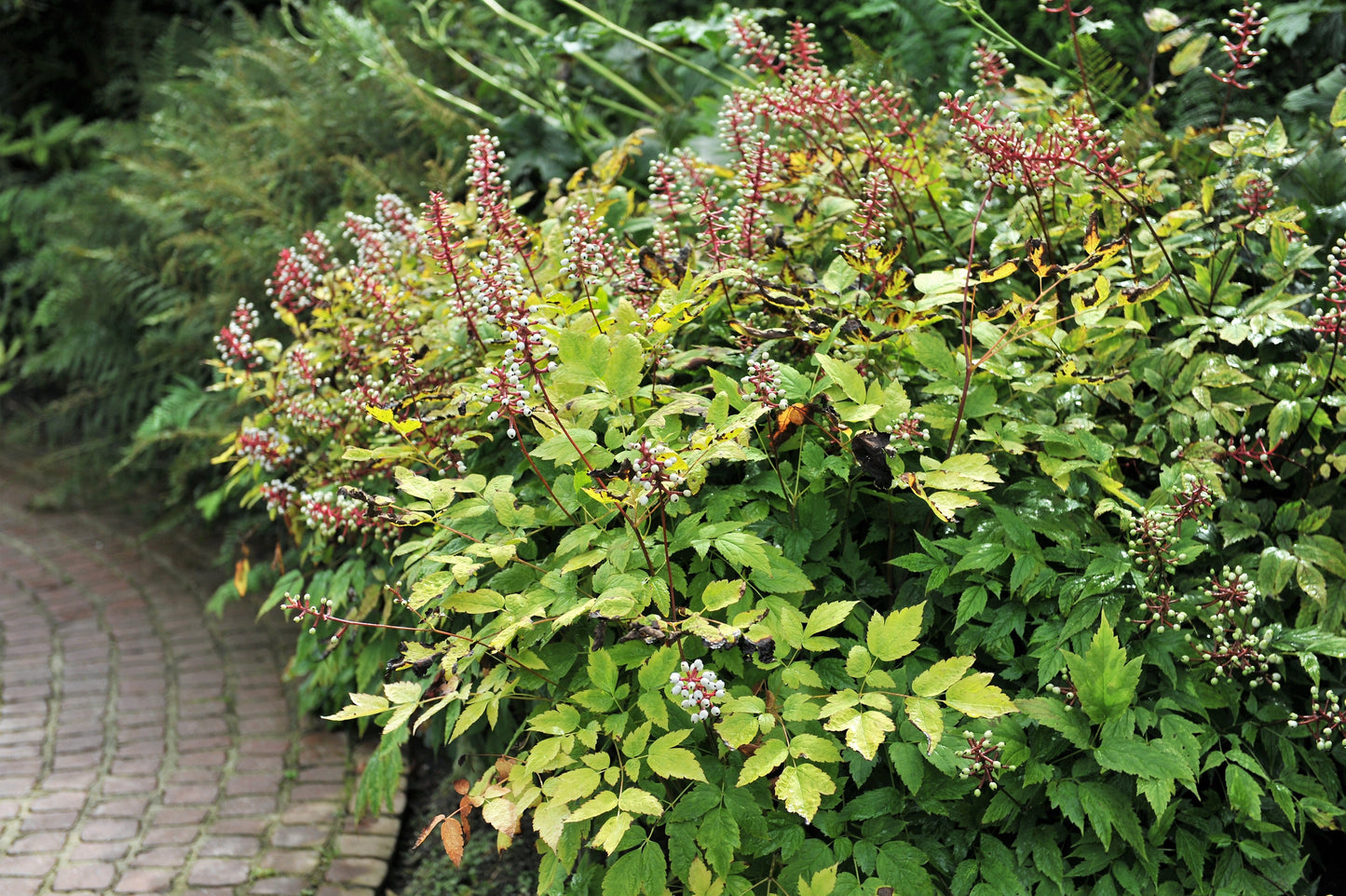 10 DOLL'S EYES Flower White Baneberry Cohosh Actaea Pachypoda Alba Seeds