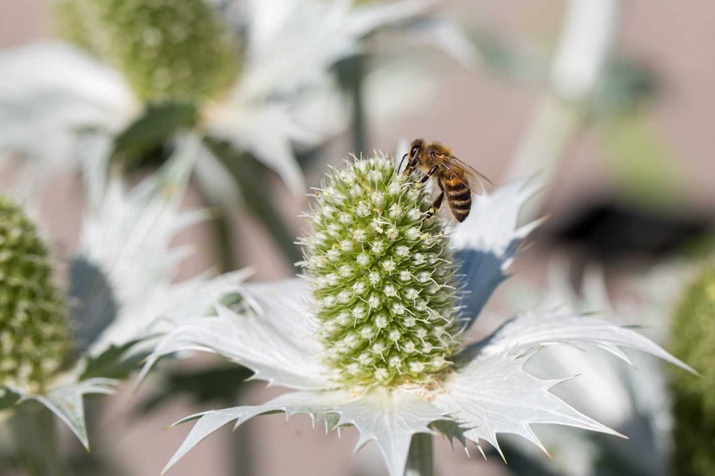 10 Giant SILVER SEA HOLLY Eryngium Giganteum Miss Willmott's Ghost Flower Seeds