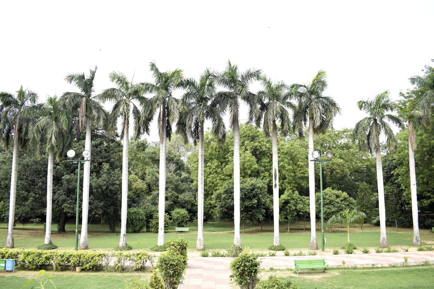 10 Florida ROYAL PALM Roystonea Regia Tree Houseplant Seeds