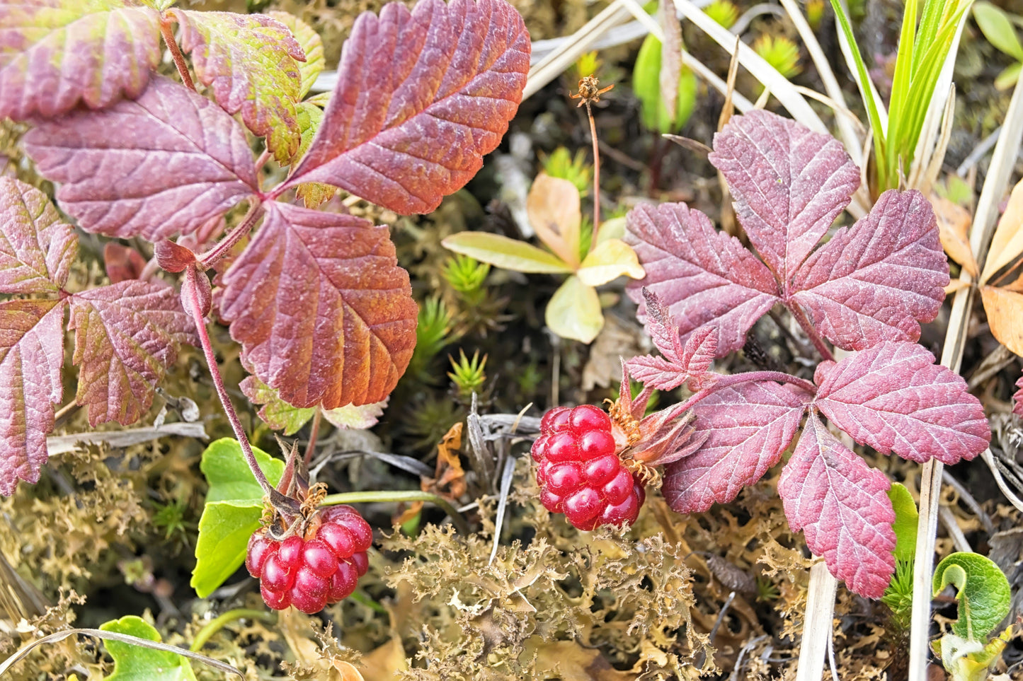 10 ARCTIC RASPBERRY Nagoonberry Rubus Arcticus Red Berry Fruit Bramble Seeds