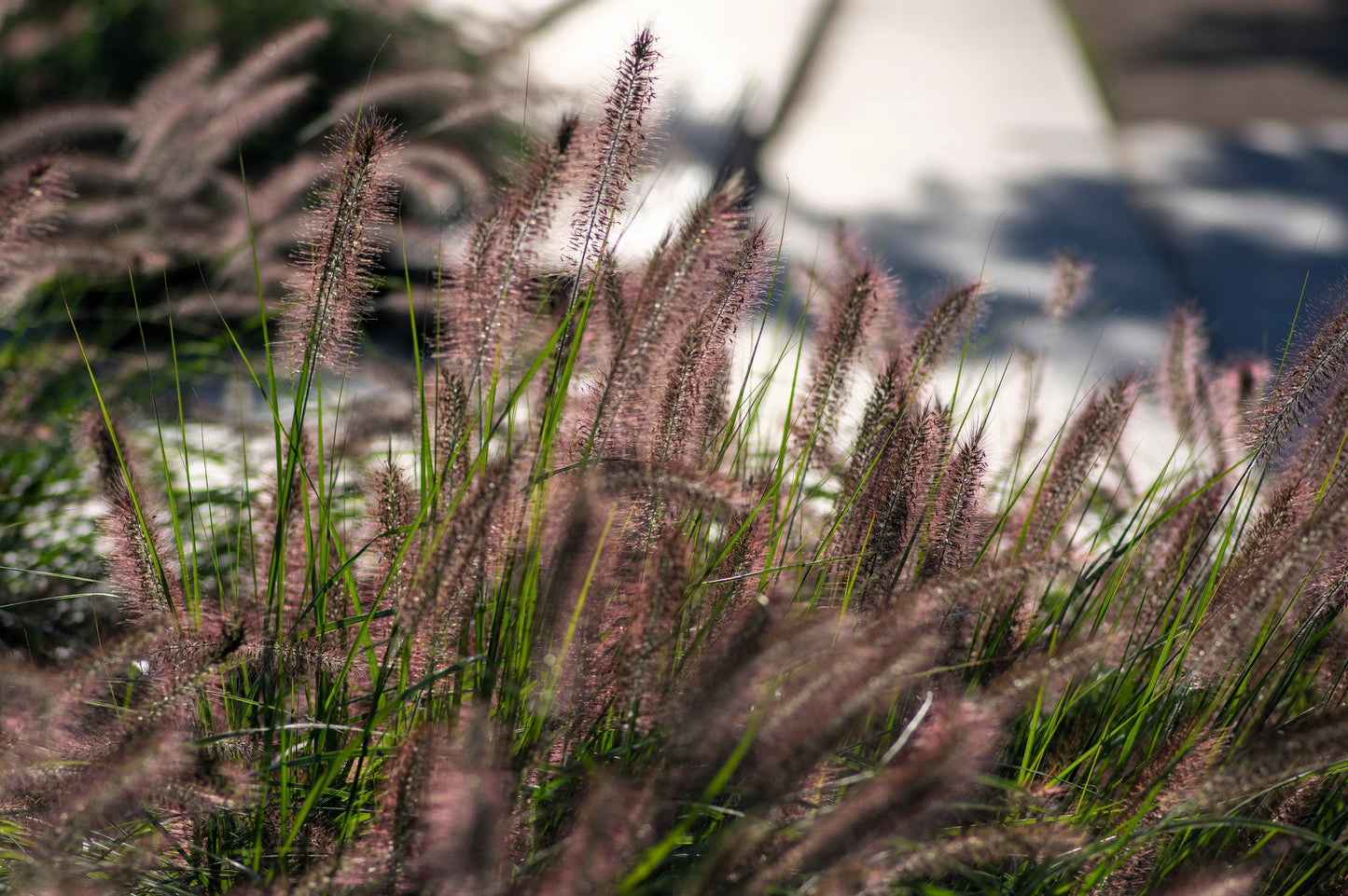 10 Dwarf BLACK FOUNTAIN GRASS Pennisetum Alopecuroides Viridescens Hardy Ornamental Seeds
