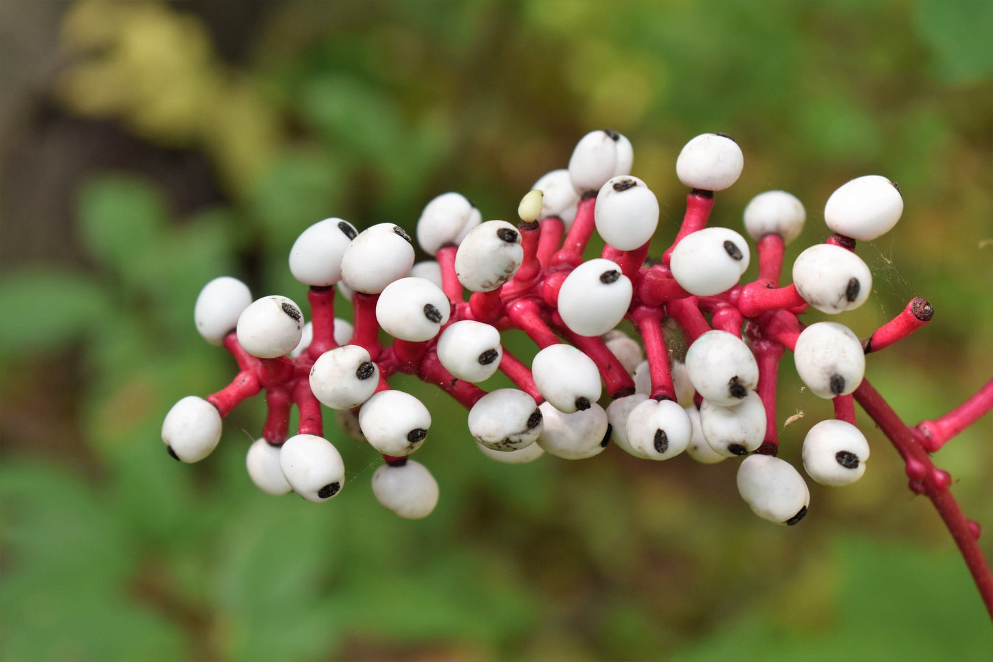 10 DOLL'S EYES Flower White Baneberry Cohosh Actaea Pachypoda Alba Seeds