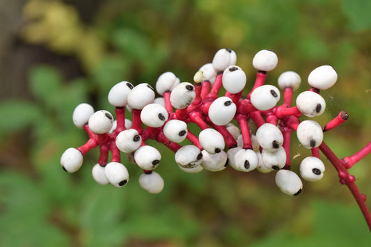 10 DOLL'S EYES Flower White Baneberry Cohosh Actaea Pachypoda Alba Seeds