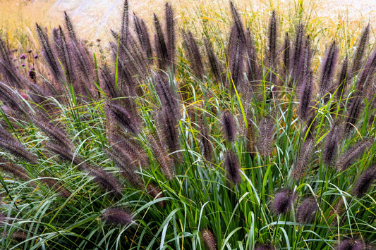 10 Dwarf BLACK FOUNTAIN GRASS Pennisetum Alopecuroides Viridescens Hardy Ornamental Seeds