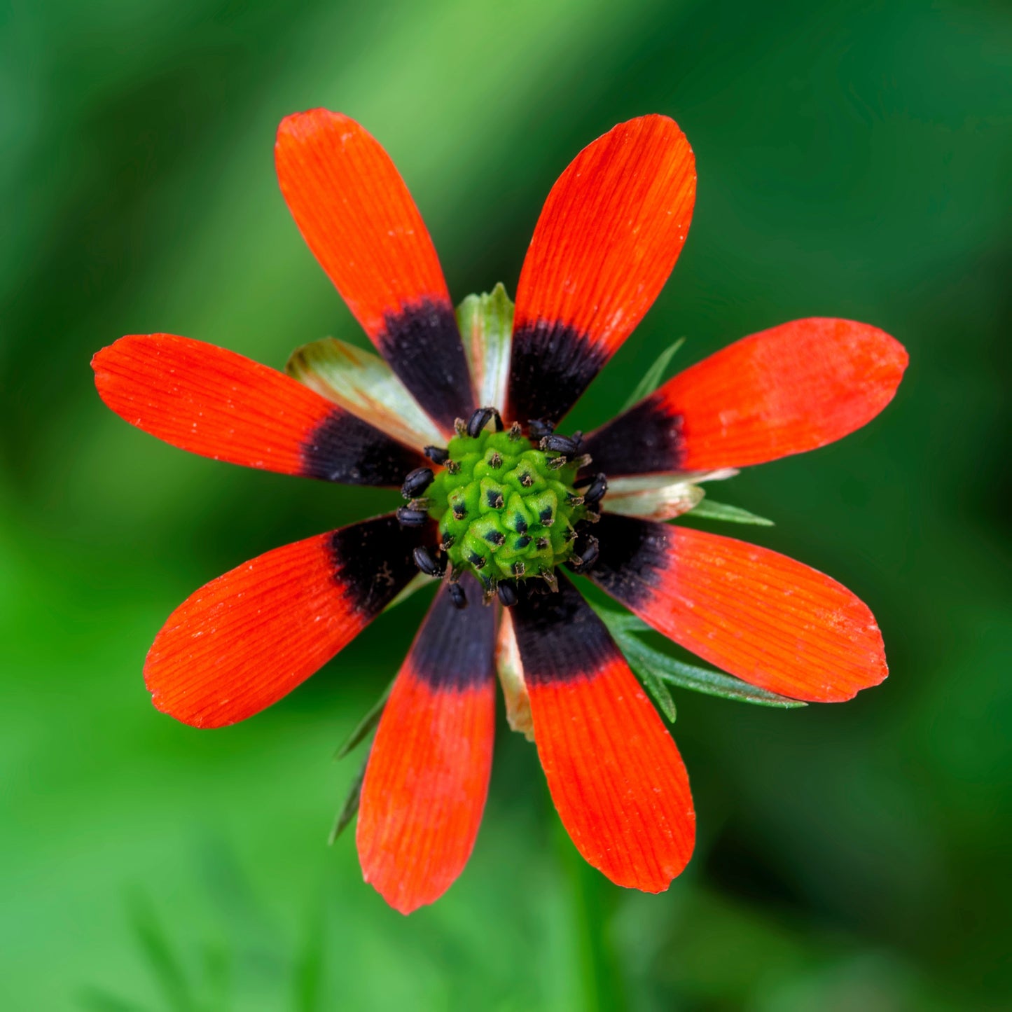 10 ADONIS PHEASANTS EYE Adonis Aestivalis Red & Black Flower Seeds