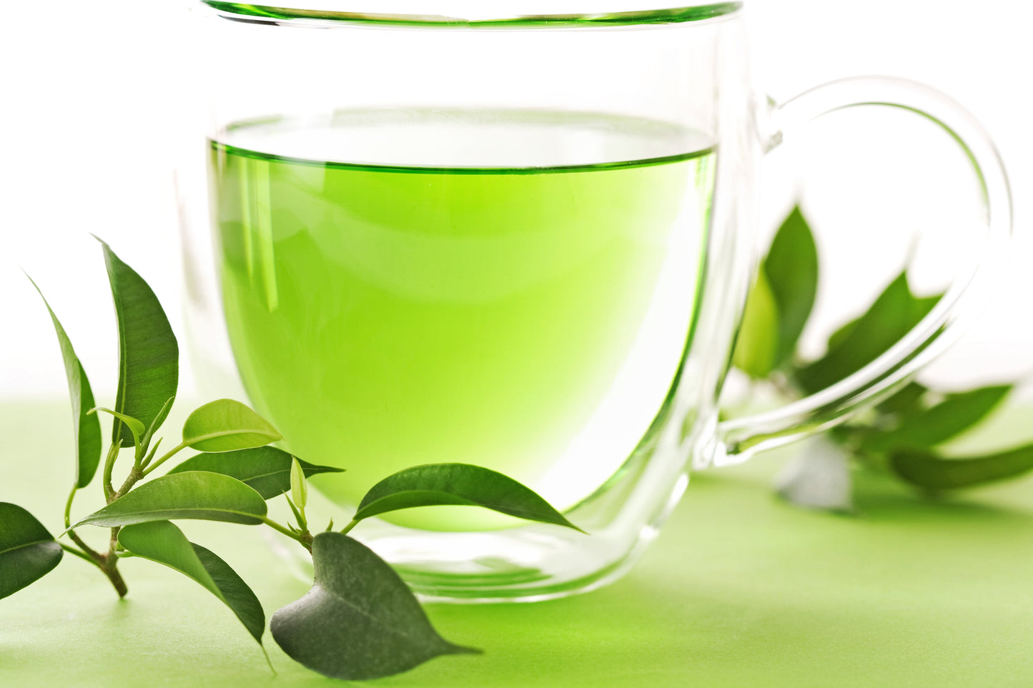 1 Lb Bulk TEA PLANT Black & Green Drinking Tea Camellia Sinensis Tree Shrub Herb Flower - Approx 385 Seeds