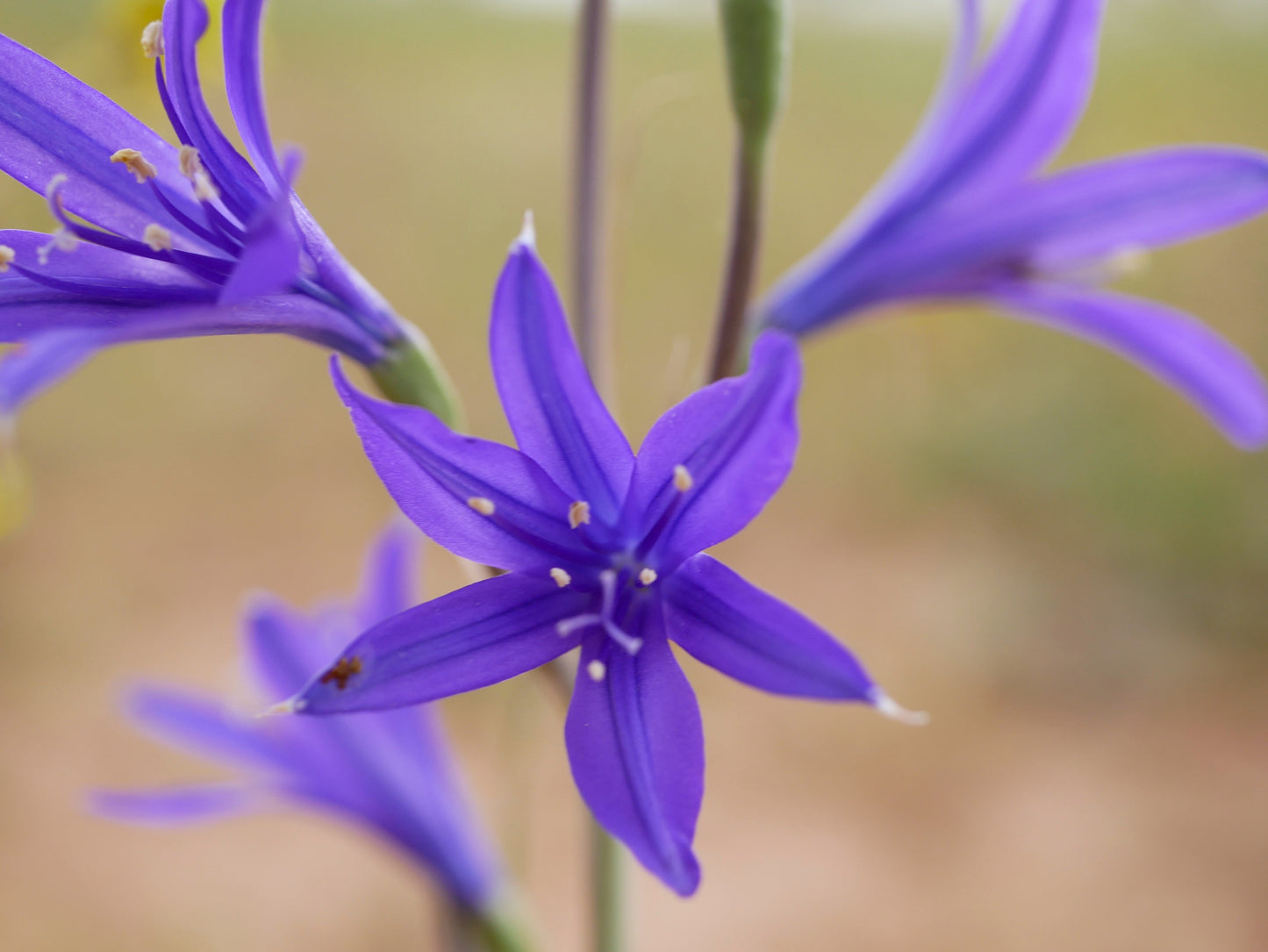 10 BLUE SIBERIAN LILY Mountain Ixia Altai Ixiolirion Tataricum Flower Seeds