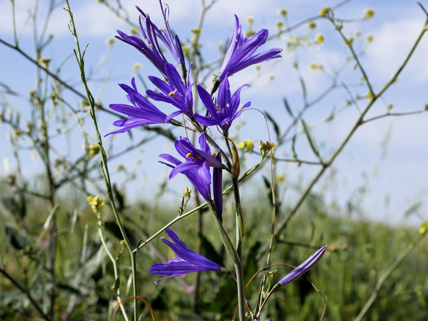 10 BLUE SIBERIAN LILY Mountain Ixia Altai Ixiolirion Tataricum Flower Seeds