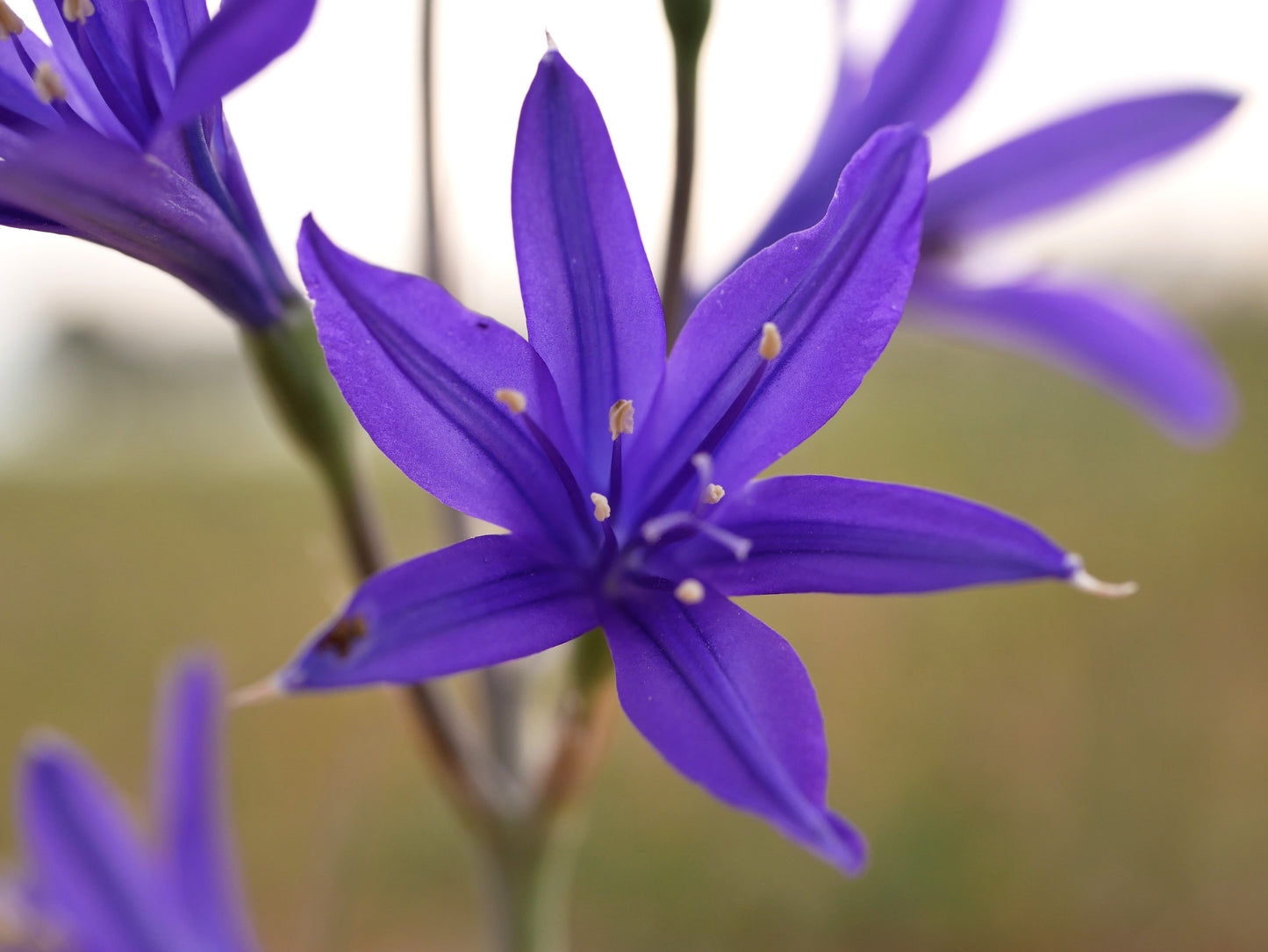 10 BLUE SIBERIAN LILY Mountain Ixia Altai Ixiolirion Tataricum Flower Seeds