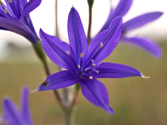 10 BLUE SIBERIAN LILY Mountain Ixia Altai Ixiolirion Tataricum Flower Seeds