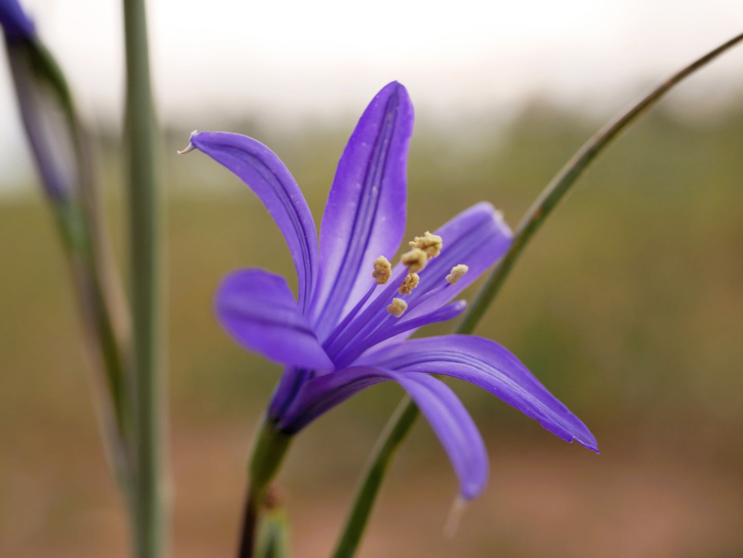 10 BLUE SIBERIAN LILY Mountain Ixia Altai Ixiolirion Tataricum Flower Seeds