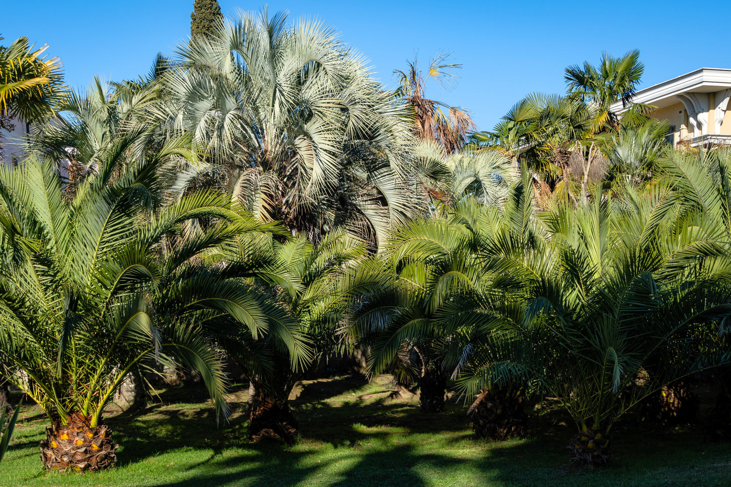 10 COCO PALM jelly Palm Pindo Butia Capitata Edible Fruit Tree Houseplant Seeds