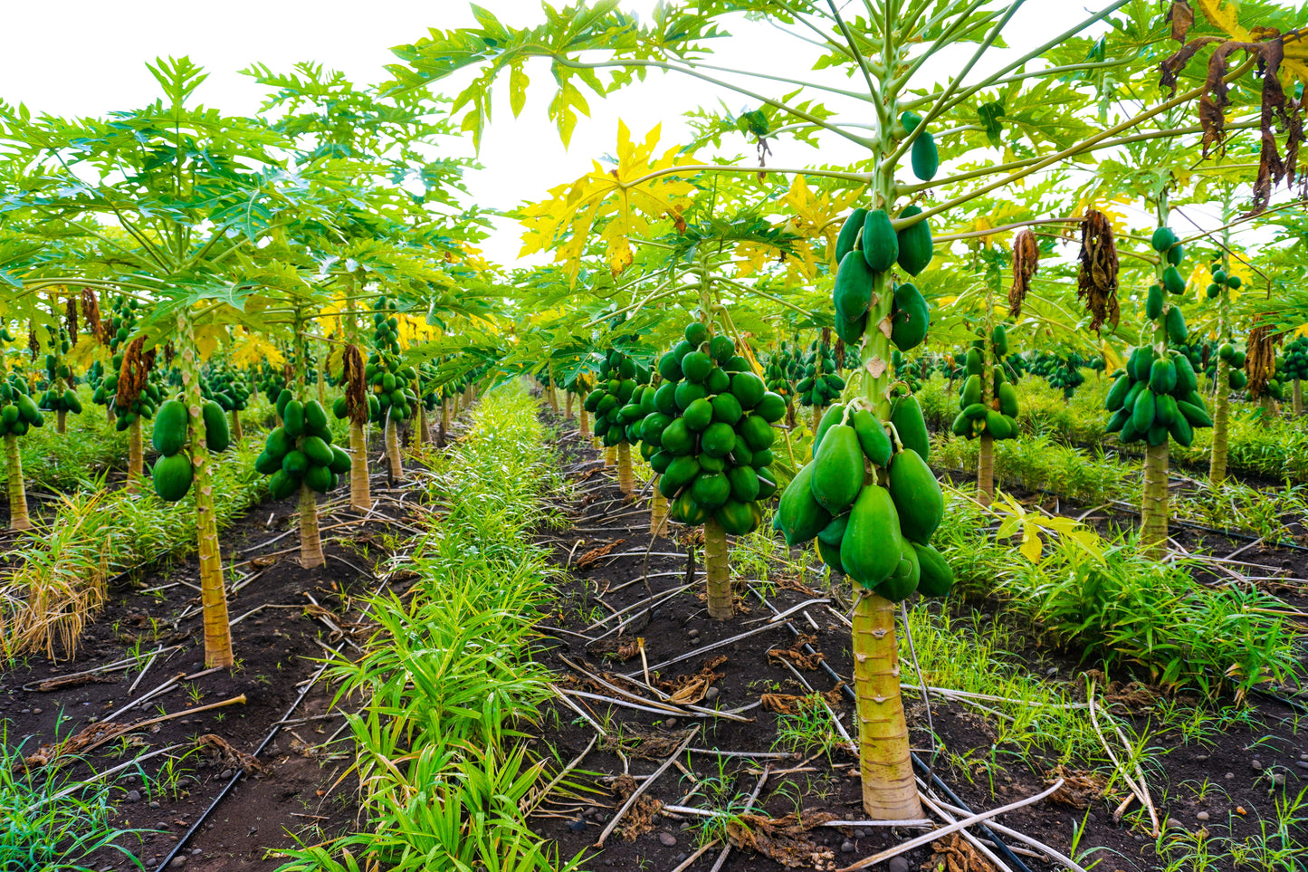 10 DWARF WAIMANALO PAPAYA Solo Hawaiian Carica Fruit Tree Houseplant Seeds