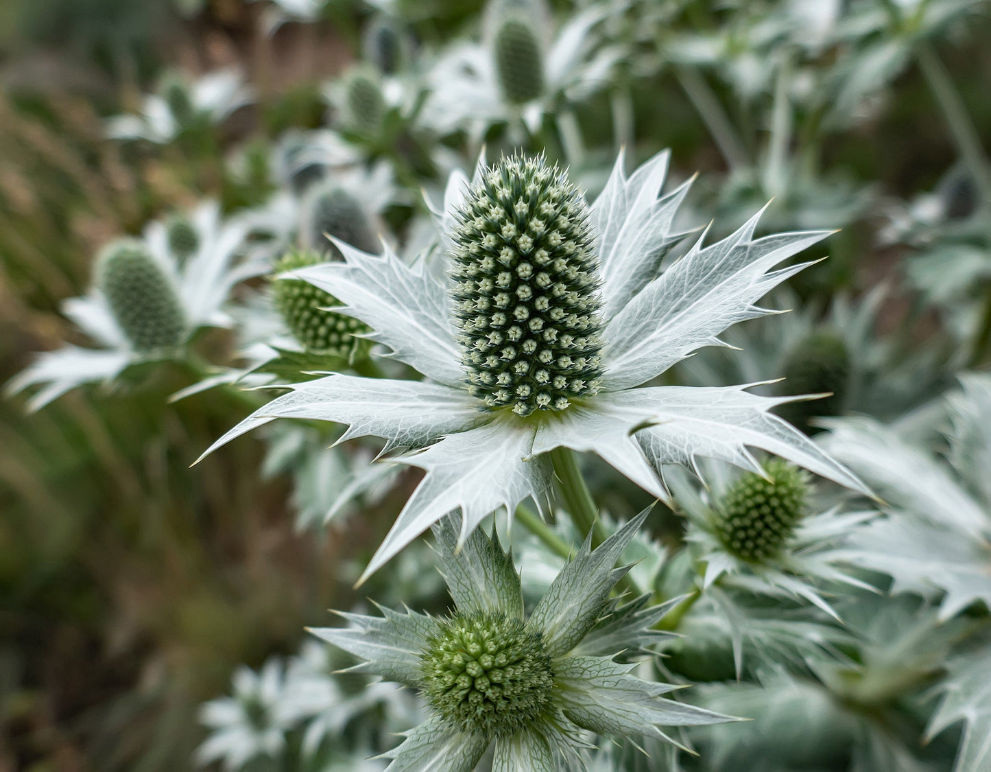 10 Giant SILVER SEA HOLLY Eryngium Giganteum Miss Willmott's Ghost Flower Seeds