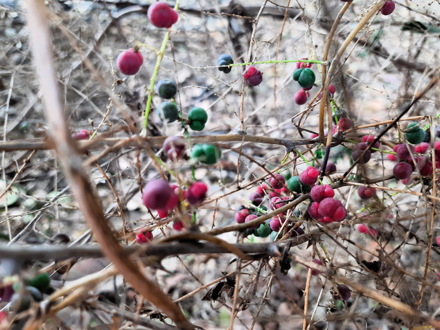 10 CAROLINA MOONSEED Snailseed / Coralbeads Flower Vine Cocculus Carolinus Seeds