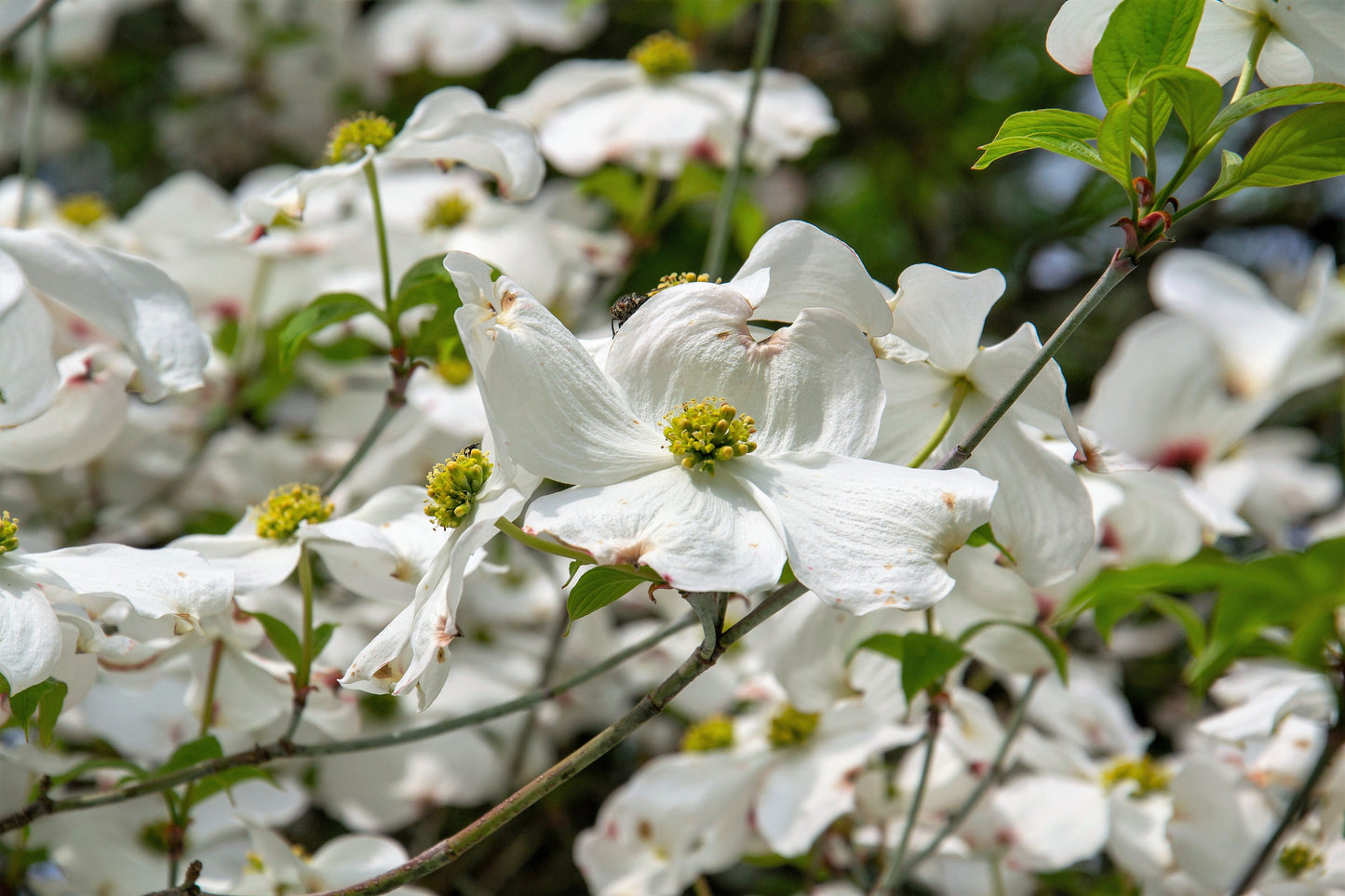 10 American WHITE FLOWERING DOGWOOD Small Tree Cornus Florida Seeds