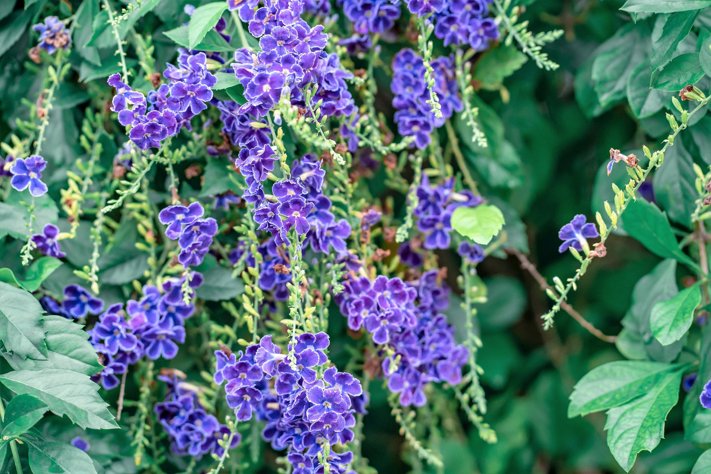 10 GOLDEN DEWDROP Duranta Erecta Repens Golden Foliage Blue Violet Purple White Flower Orange Ornamental Berry Shrub Seeds