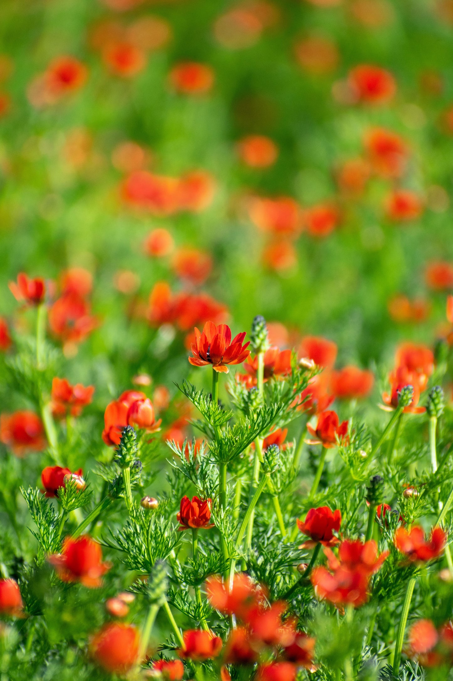 10 ADONIS PHEASANTS EYE Adonis Aestivalis Red & Black Flower Seeds
