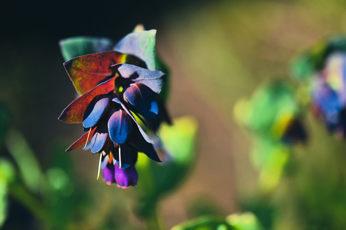 10 BLUE SHRIMP PLANT / Honeywort Cerinthe Major Flower Seeds