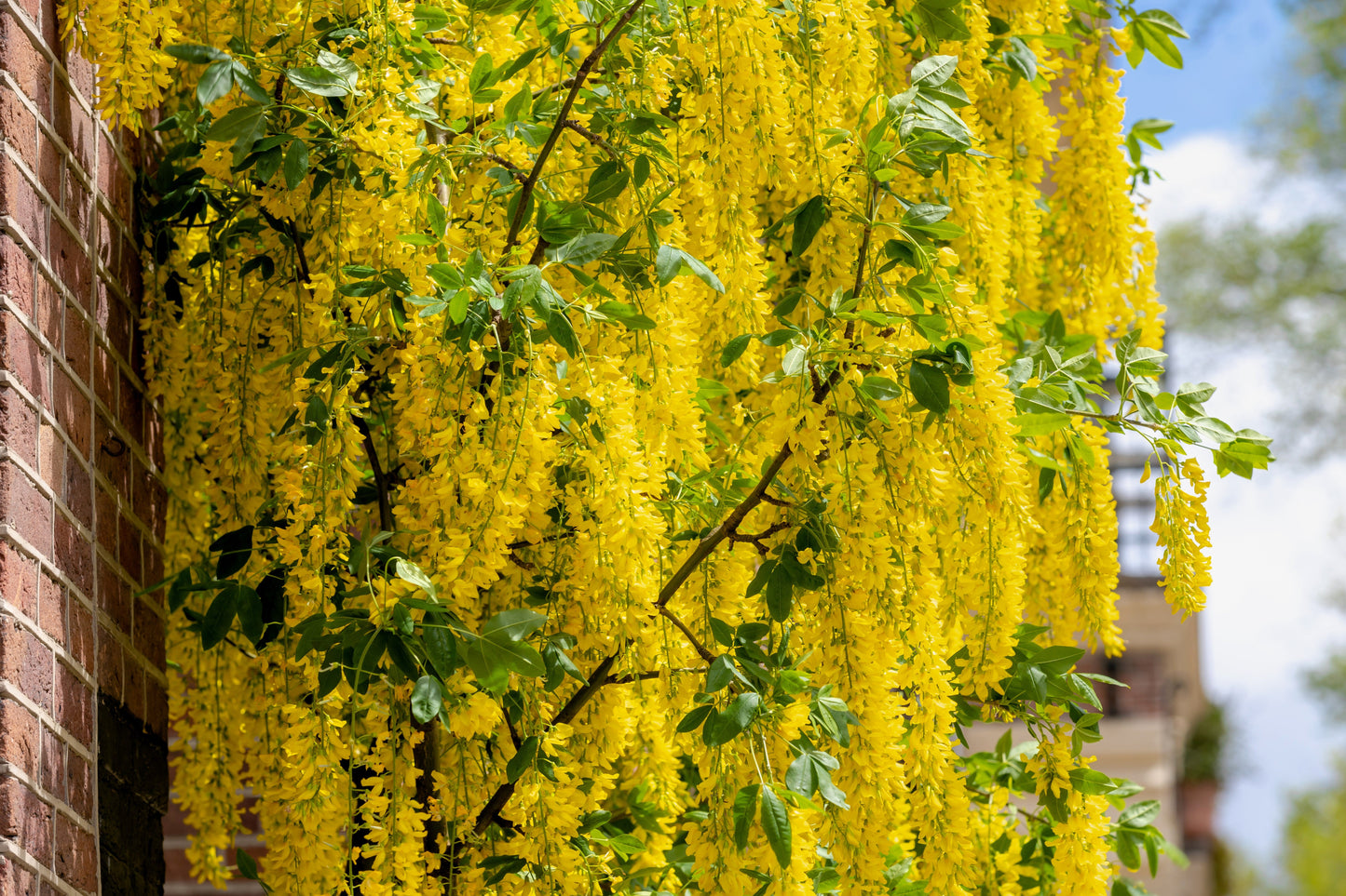 10 GOLDEN CHAIN TREE Goldenchain Laburnum Anagyroides Yellow Flower Seeds