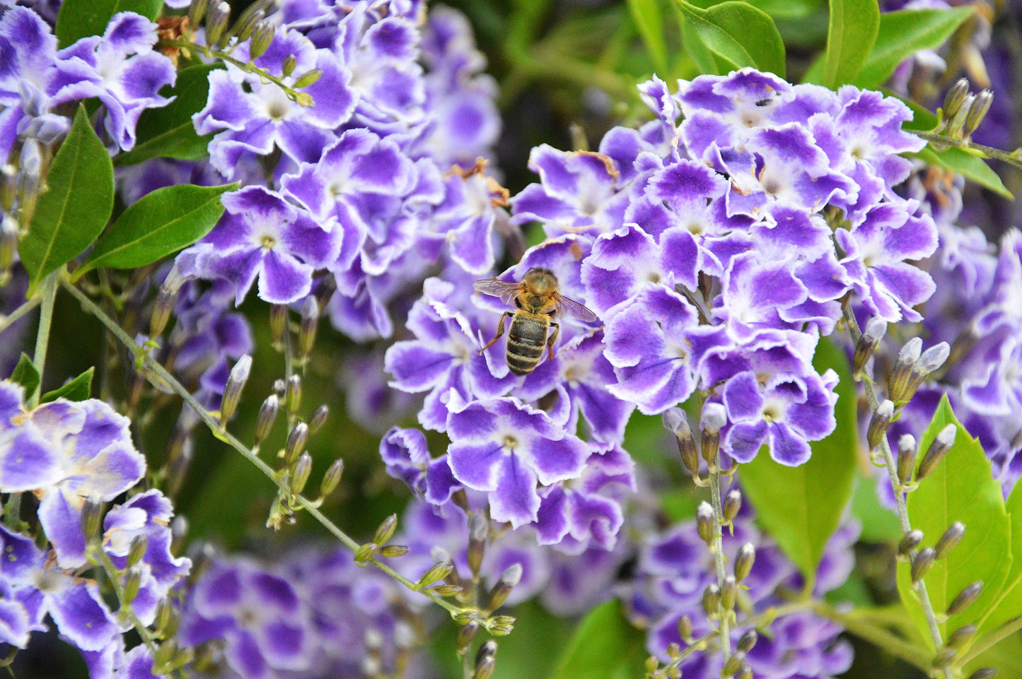 10 GOLDEN DEWDROP Duranta Erecta Repens Golden Foliage Blue Violet Purple White Flower Orange Ornamental Berry Shrub Seeds