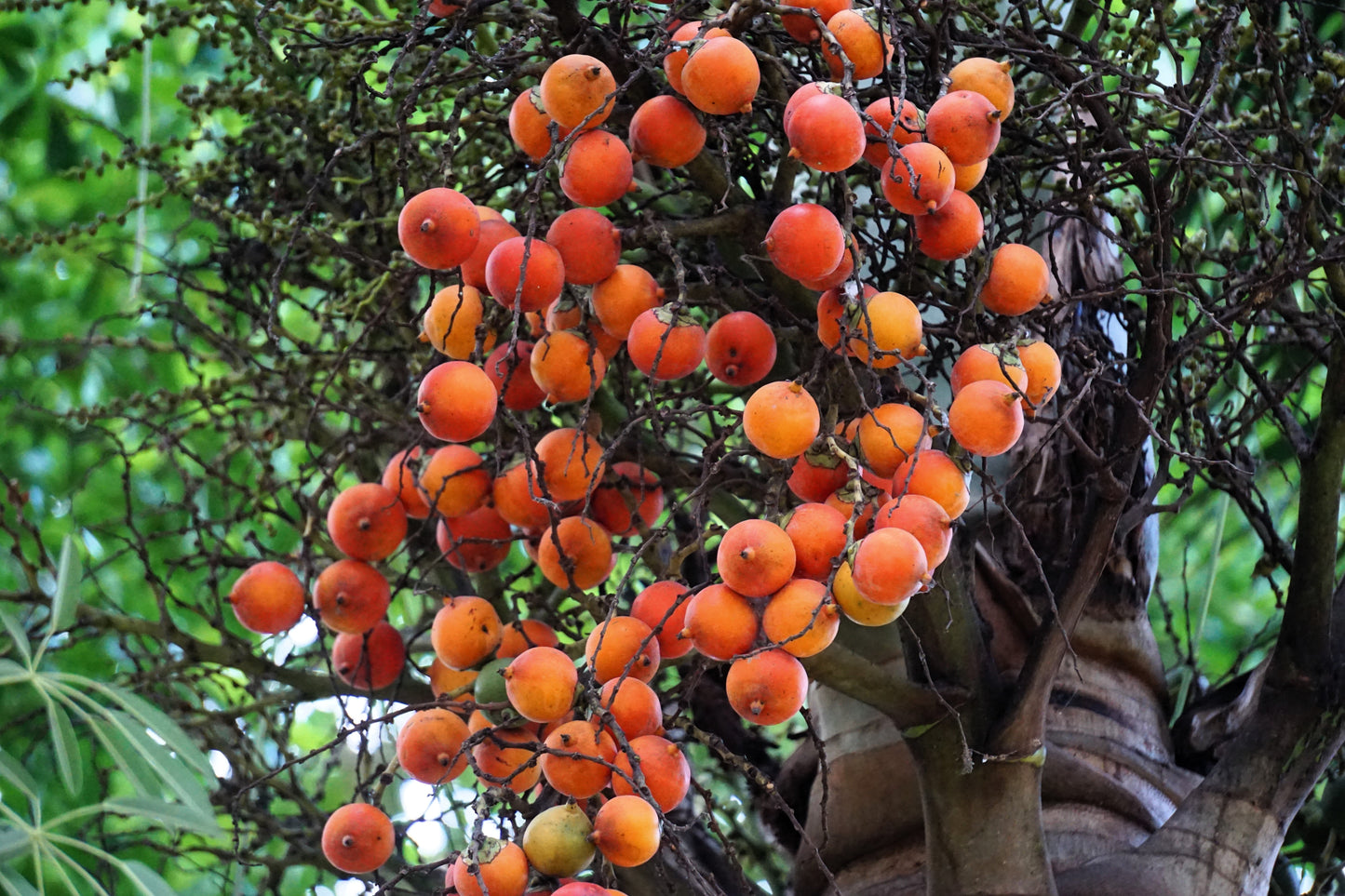 10 Florida ROYAL PALM Roystonea Regia Tree Houseplant Seeds