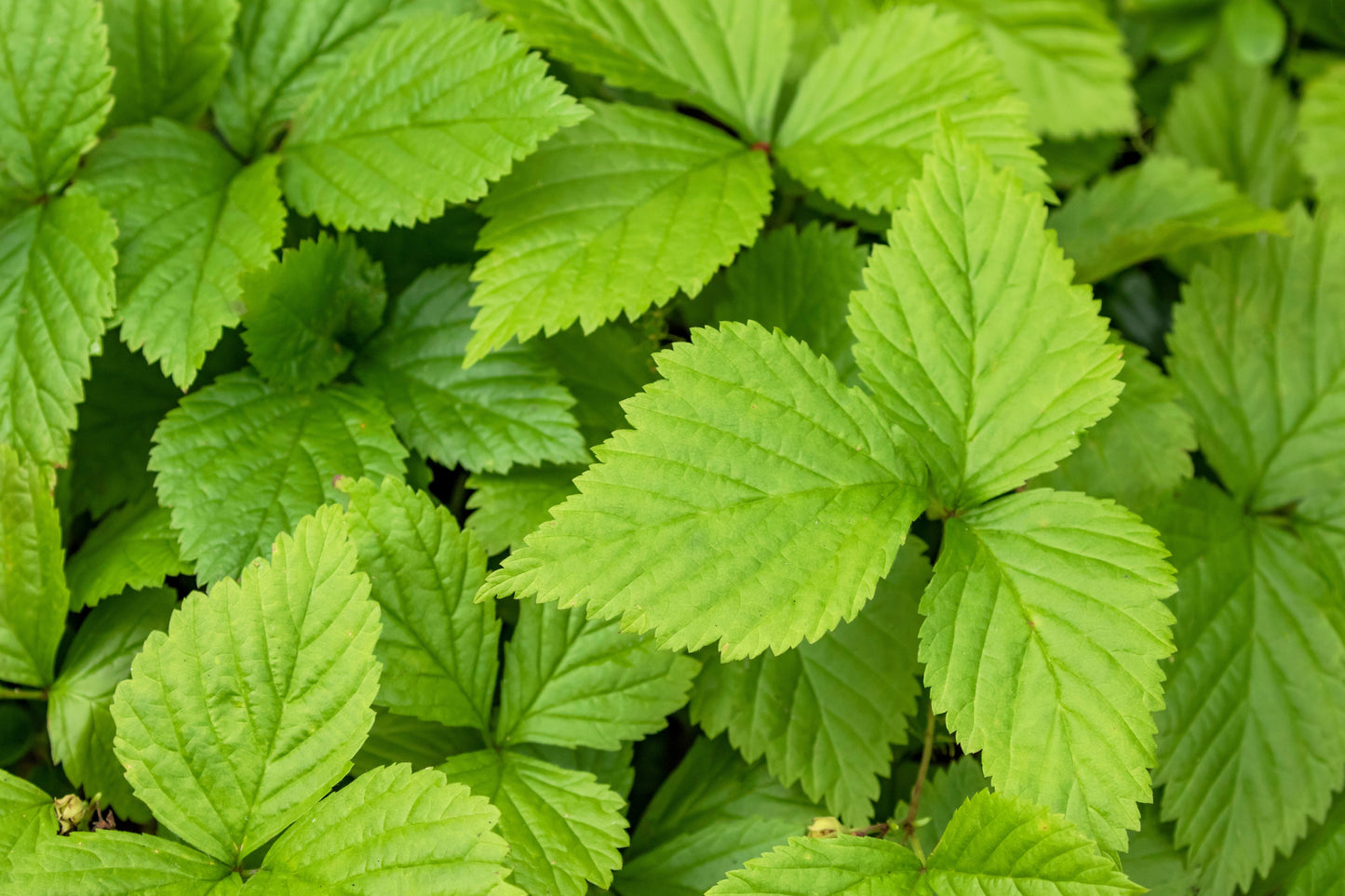 10 ARCTIC RASPBERRY Nagoonberry Rubus Arcticus Red Berry Fruit Bramble Seeds