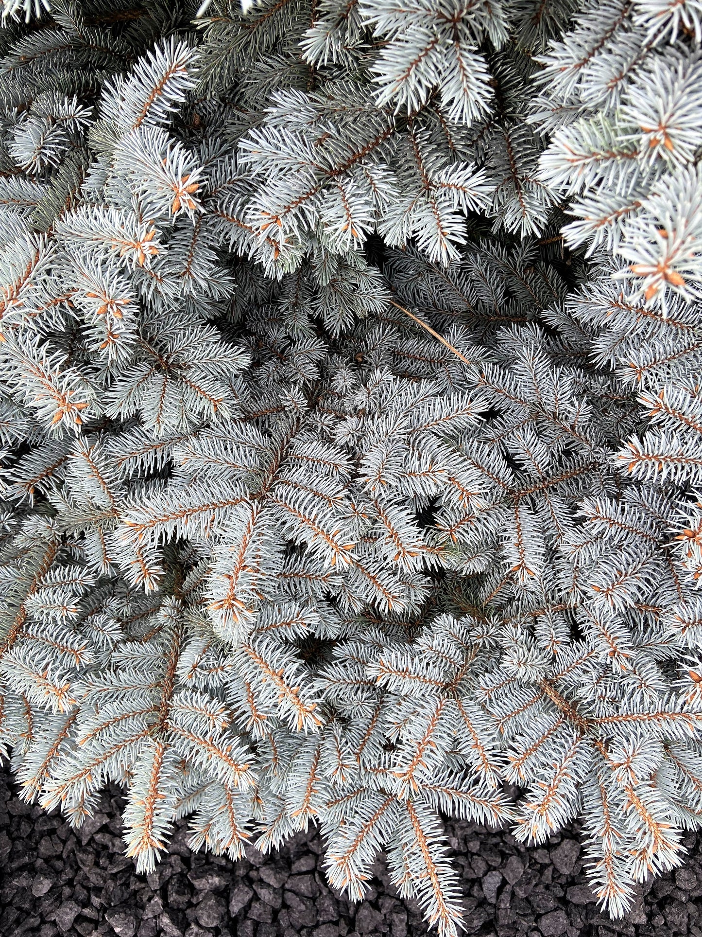 Grow Your Own CHRISTMAS TREE - Colorado Blue Spruce ( Picea Pungens Glauca ) Gift Packet of Tree Seeds