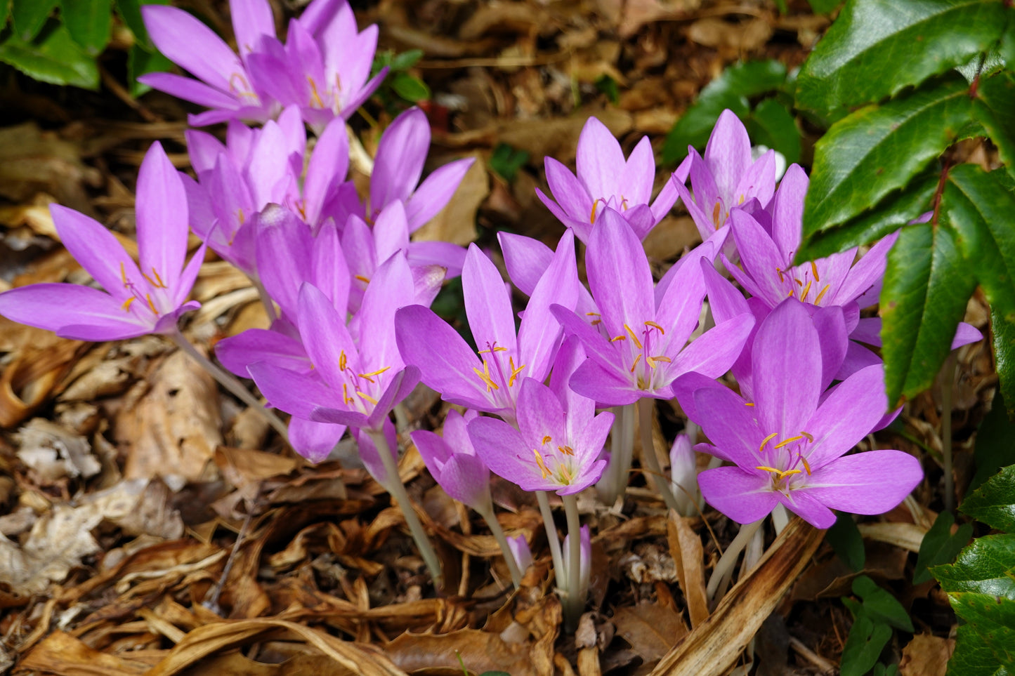 10 AUTUMN CROCUS Colchicum Autumnale Meadow Saffron Flower Seeds