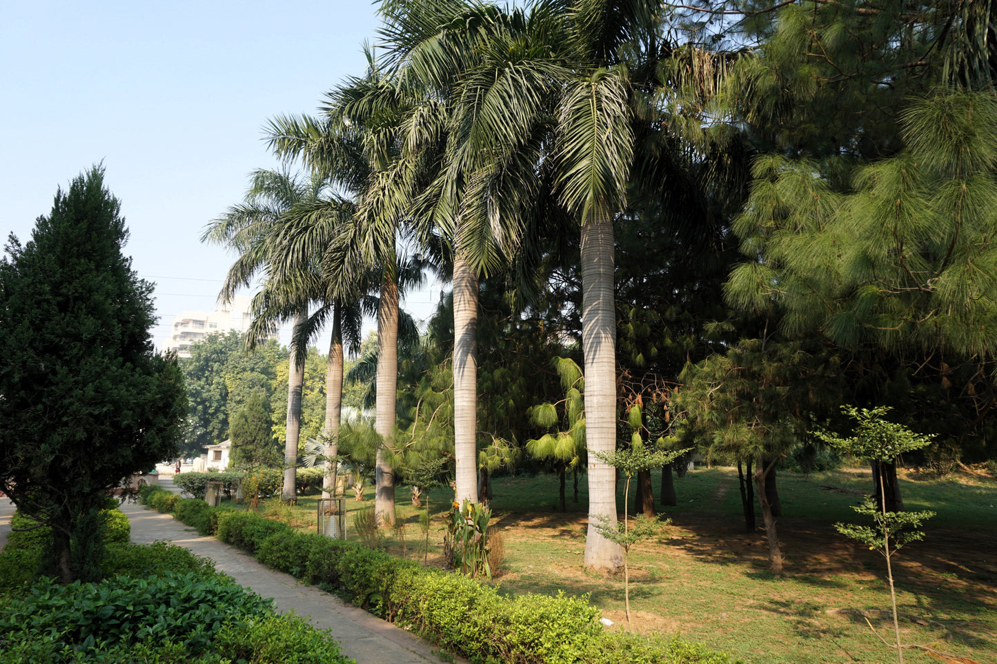 10 Florida ROYAL PALM Roystonea Regia Tree Houseplant Seeds