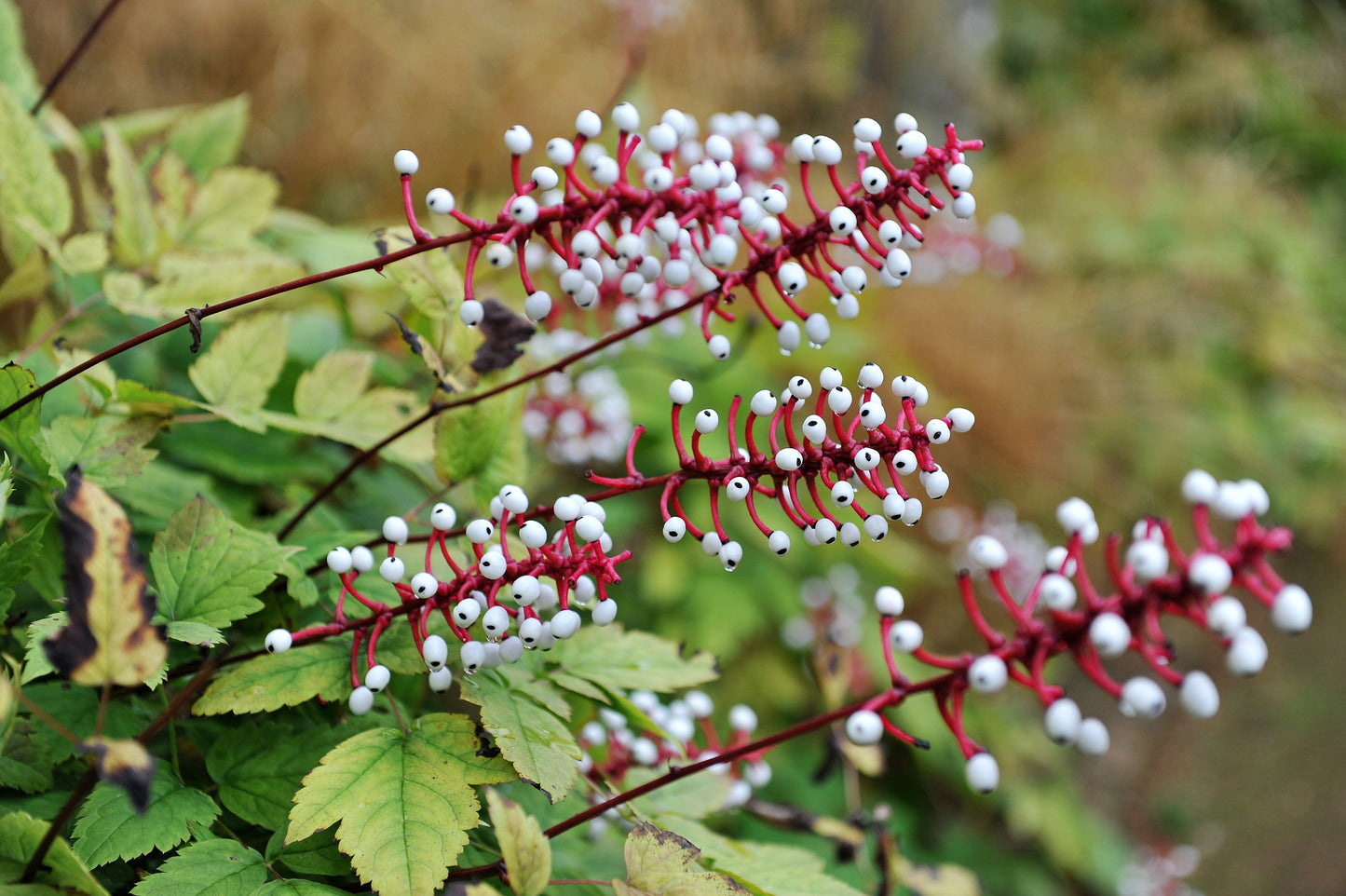 10 DOLL'S EYES Flower White Baneberry Cohosh Actaea Pachypoda Alba Seeds
