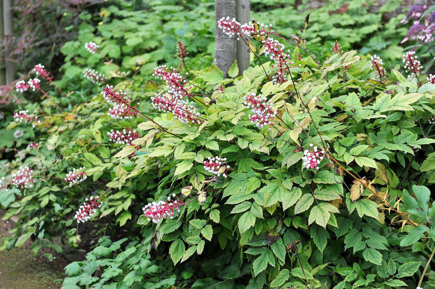 10 DOLL'S EYES Flower White Baneberry Cohosh Actaea Pachypoda Alba Seeds