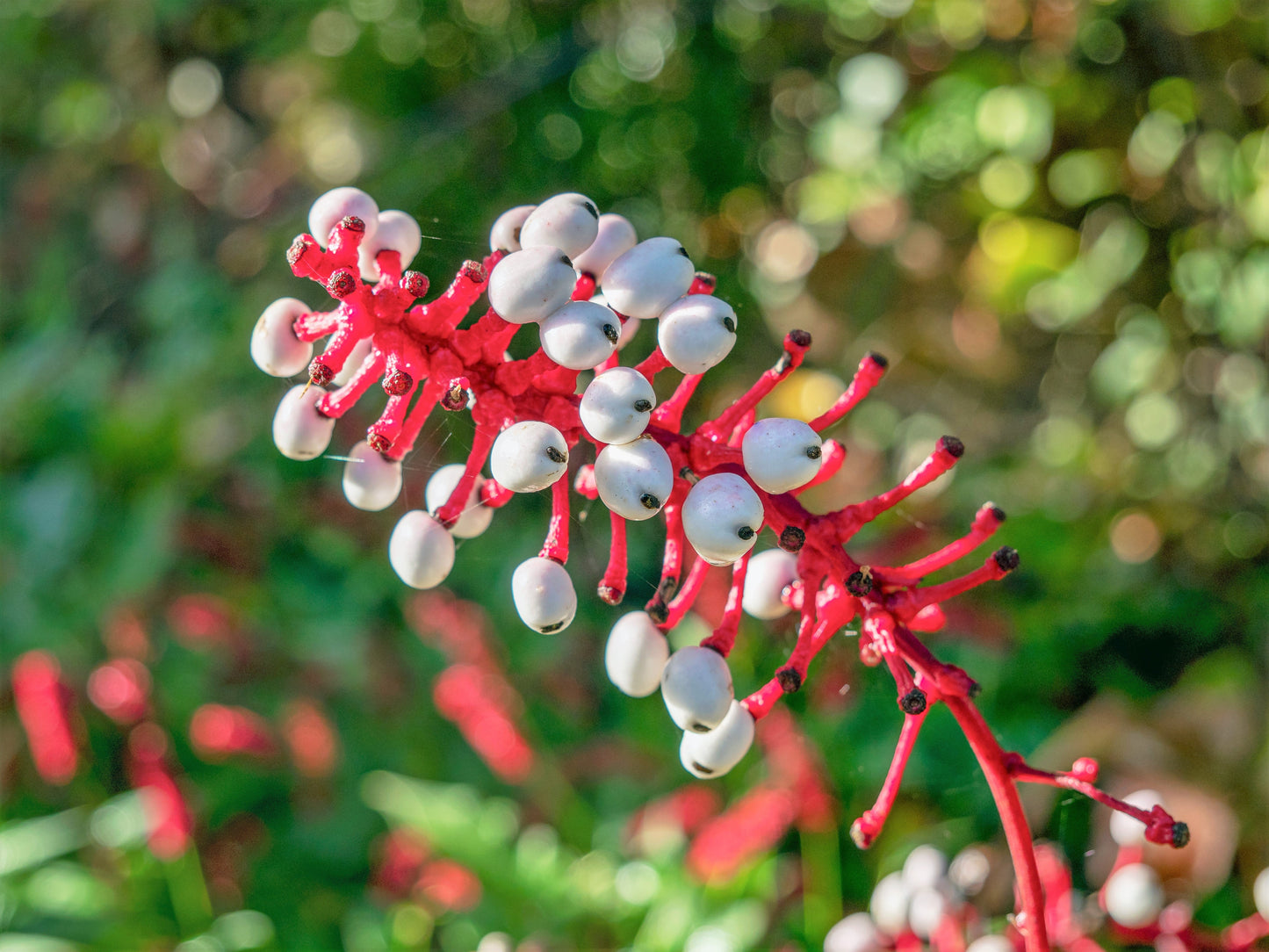 10 DOLL'S EYES Flower White Baneberry Cohosh Actaea Pachypoda Alba Seeds