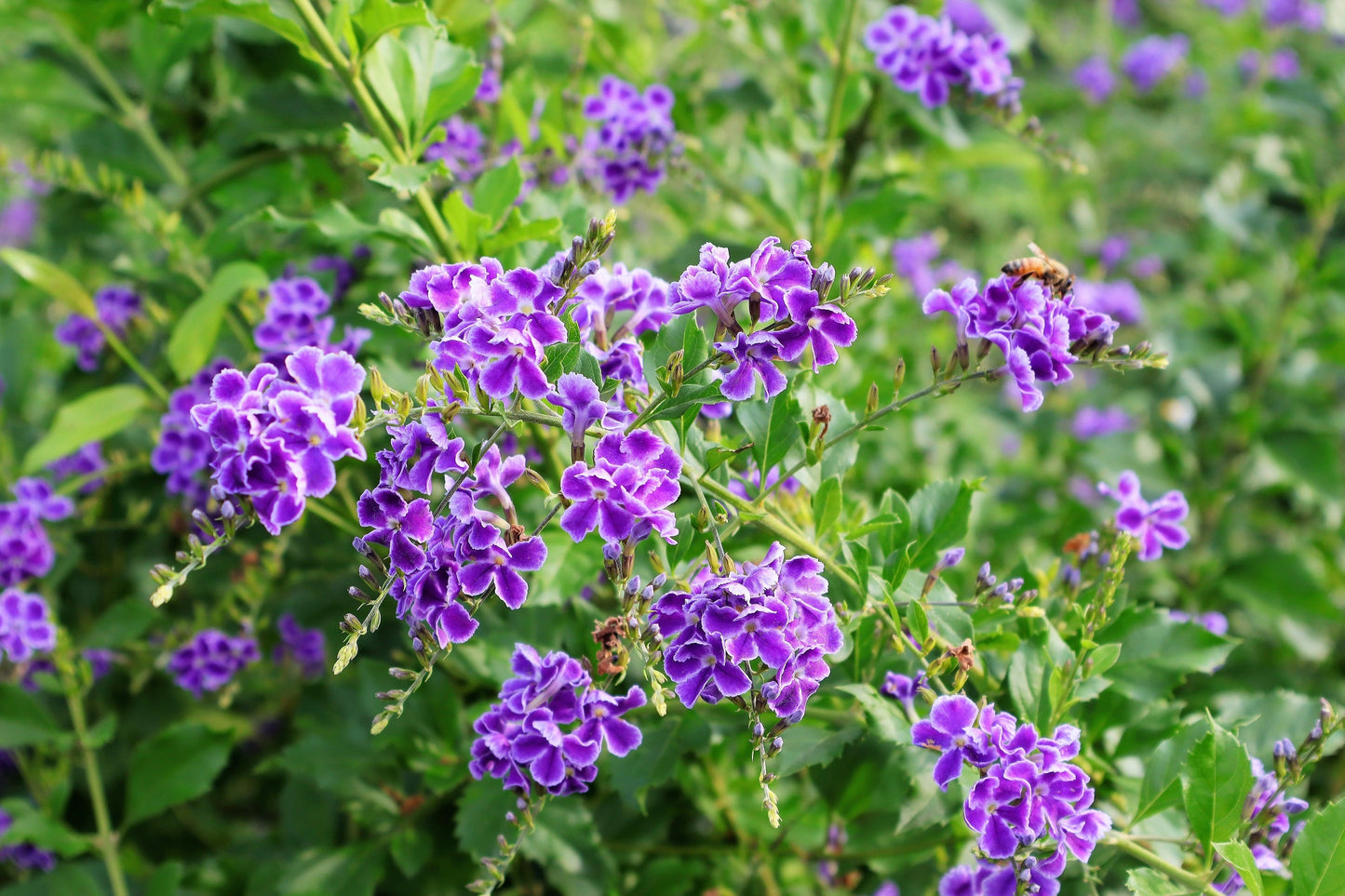 10 GOLDEN DEWDROP Duranta Erecta Repens Golden Foliage Blue Violet Purple White Flower Orange Ornamental Berry Shrub Seeds