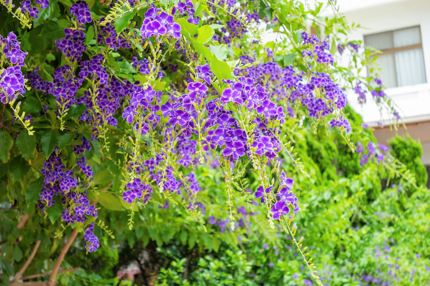 10 GOLDEN DEWDROP Duranta Erecta Repens Golden Foliage Blue Violet Purple White Flower Orange Ornamental Berry Shrub Seeds