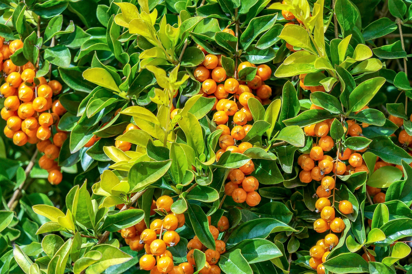 10 GOLDEN DEWDROP Duranta Erecta Repens Golden Foliage Blue Violet Purple White Flower Orange Ornamental Berry Shrub Seeds