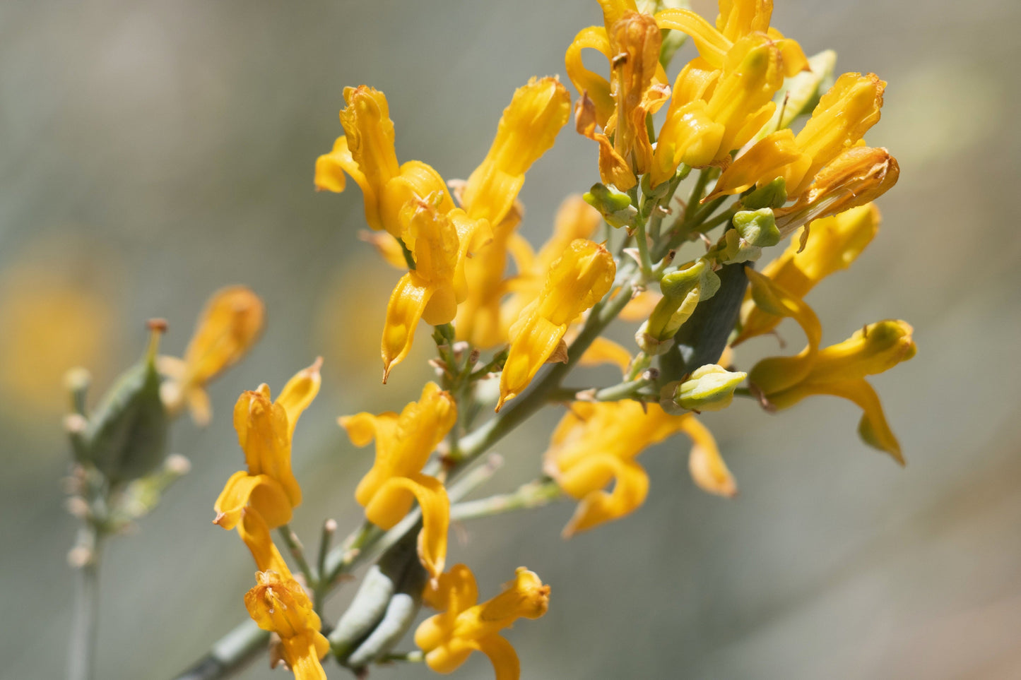 10 GOLDEN EARDROPS Dicentra Chrysantha Yellow Bleeding Heart Shade Flower Seeds
