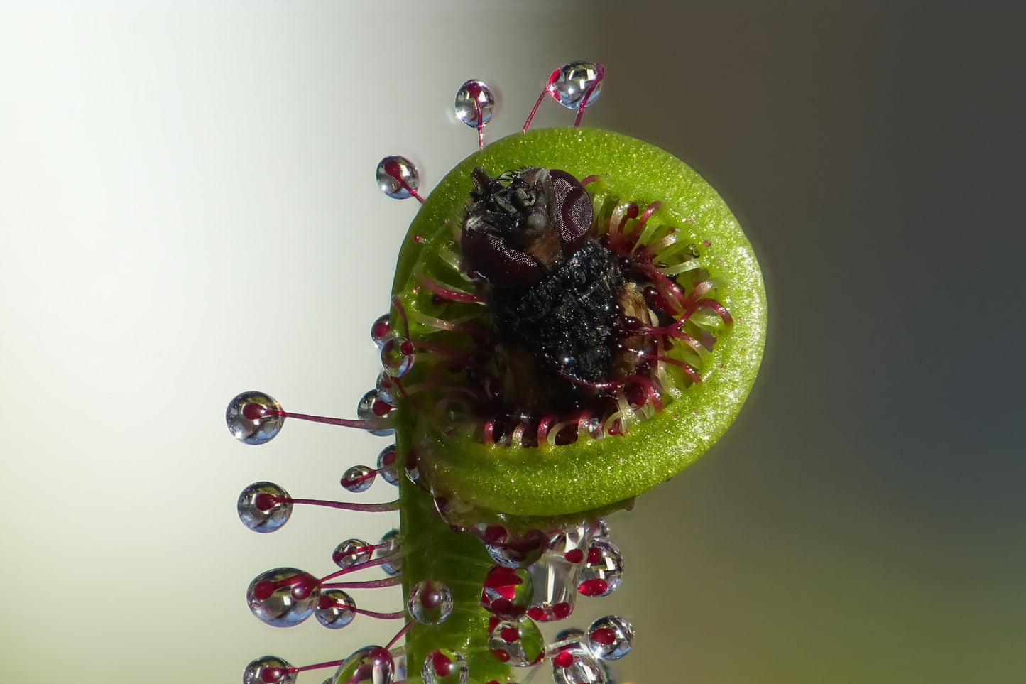 10 CARNIVOROUS SUNDEW PLANT Drosera Flower Seeds