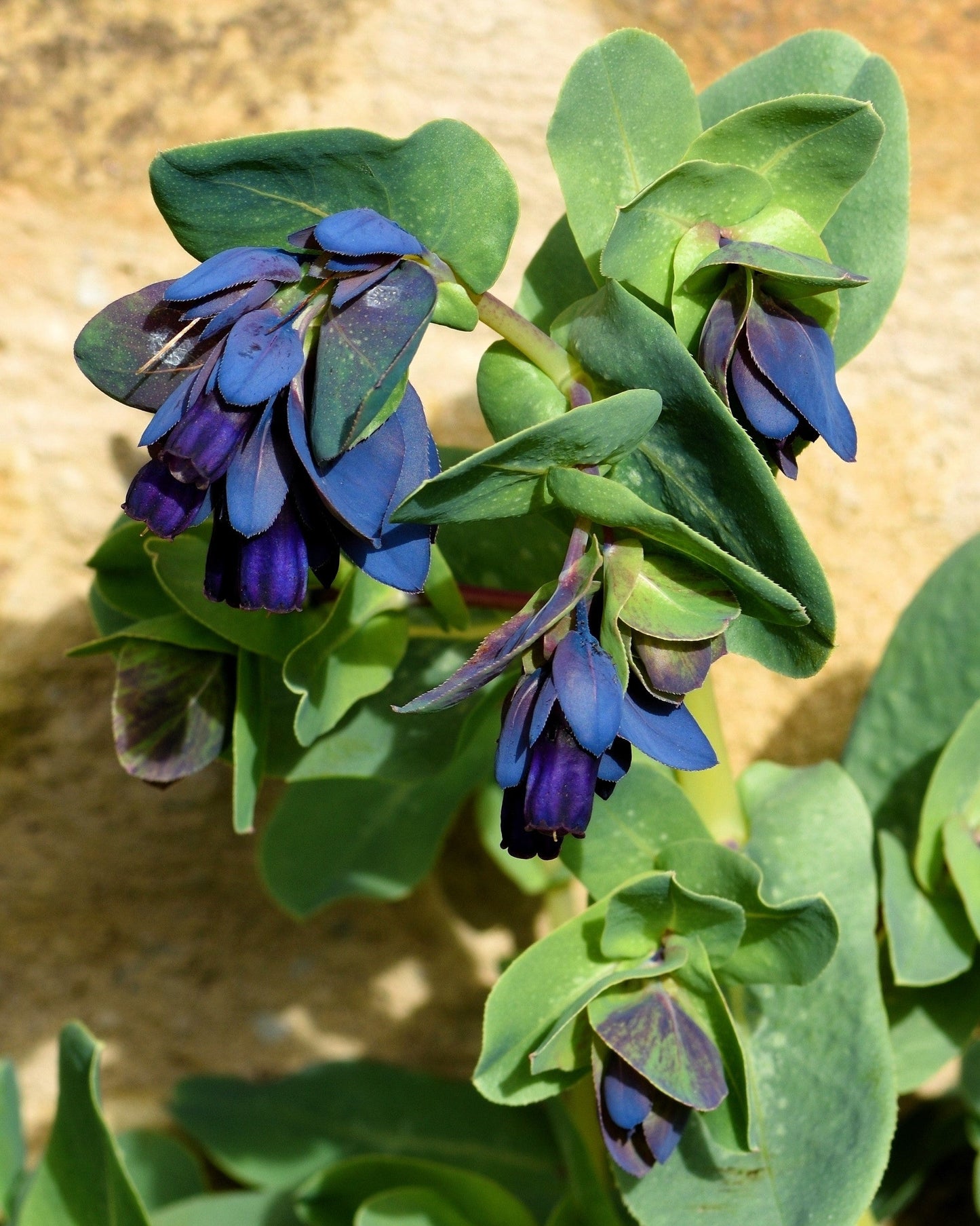 10 BLUE SHRIMP PLANT / Honeywort Cerinthe Major Flower Seeds