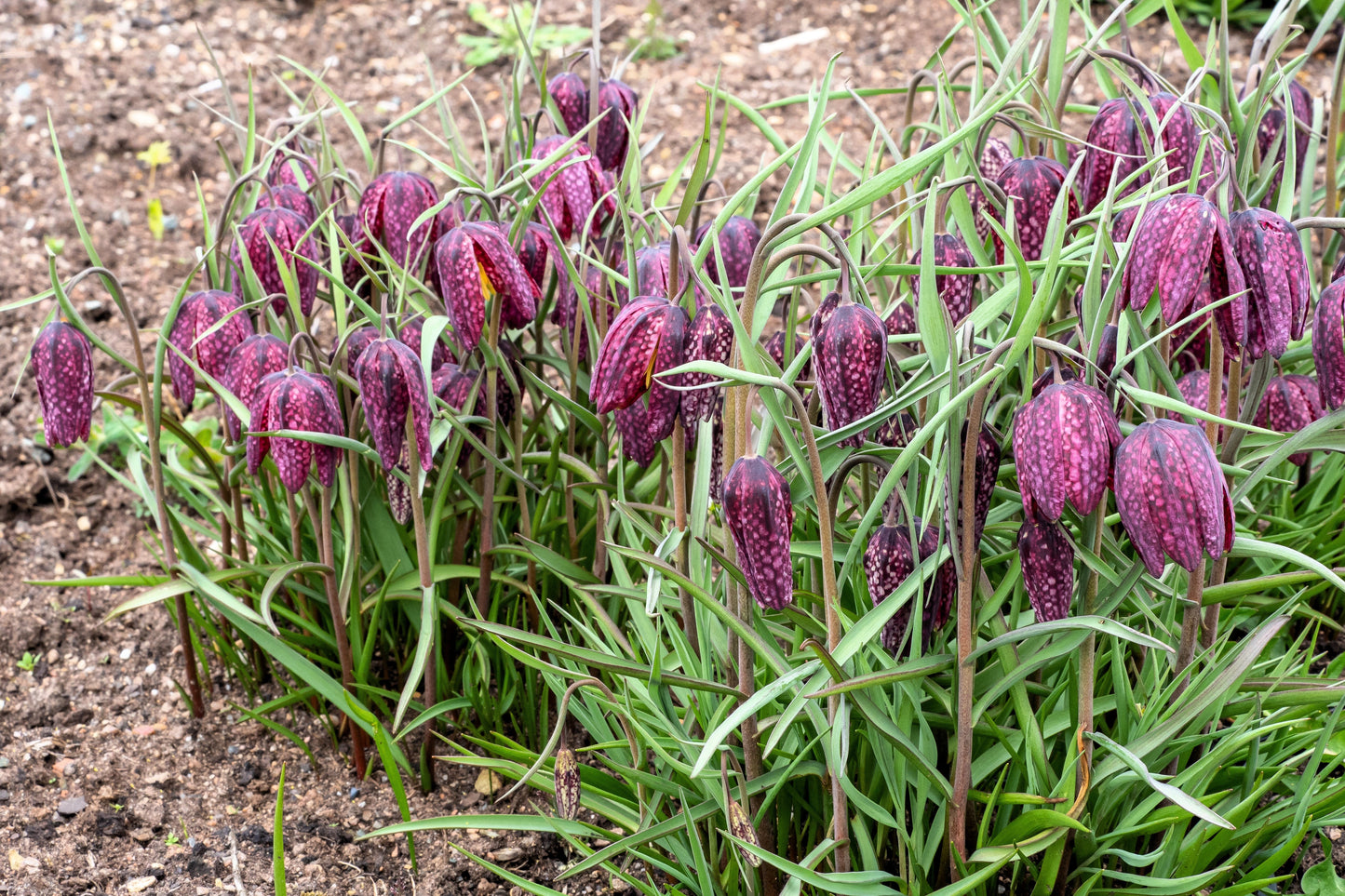 10 CHECKER LILY Fritillaria Affinis Chocolate Mission Bells Flower Seeds