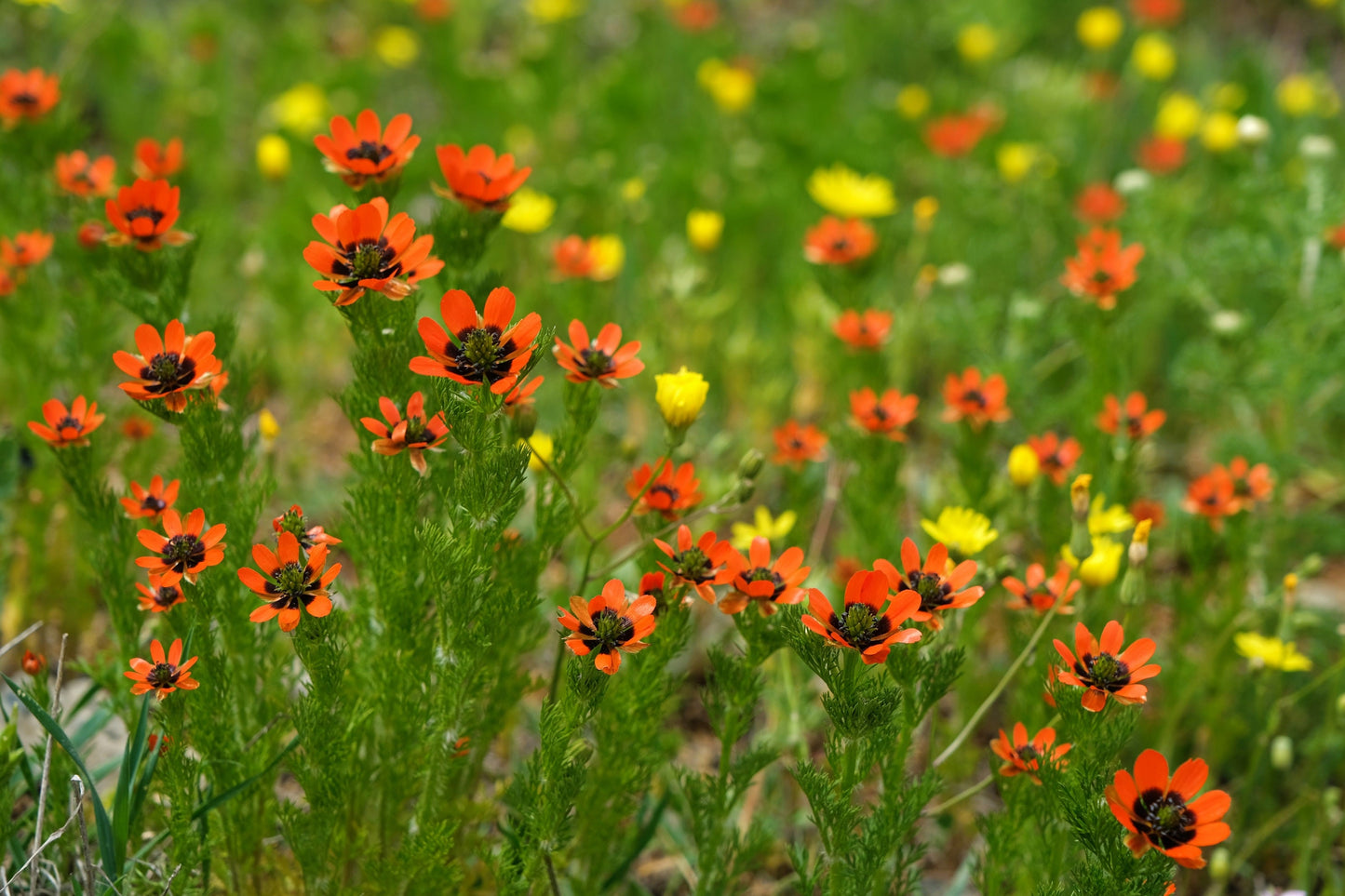 10 ADONIS PHEASANTS EYE Adonis Aestivalis Red & Black Flower Seeds