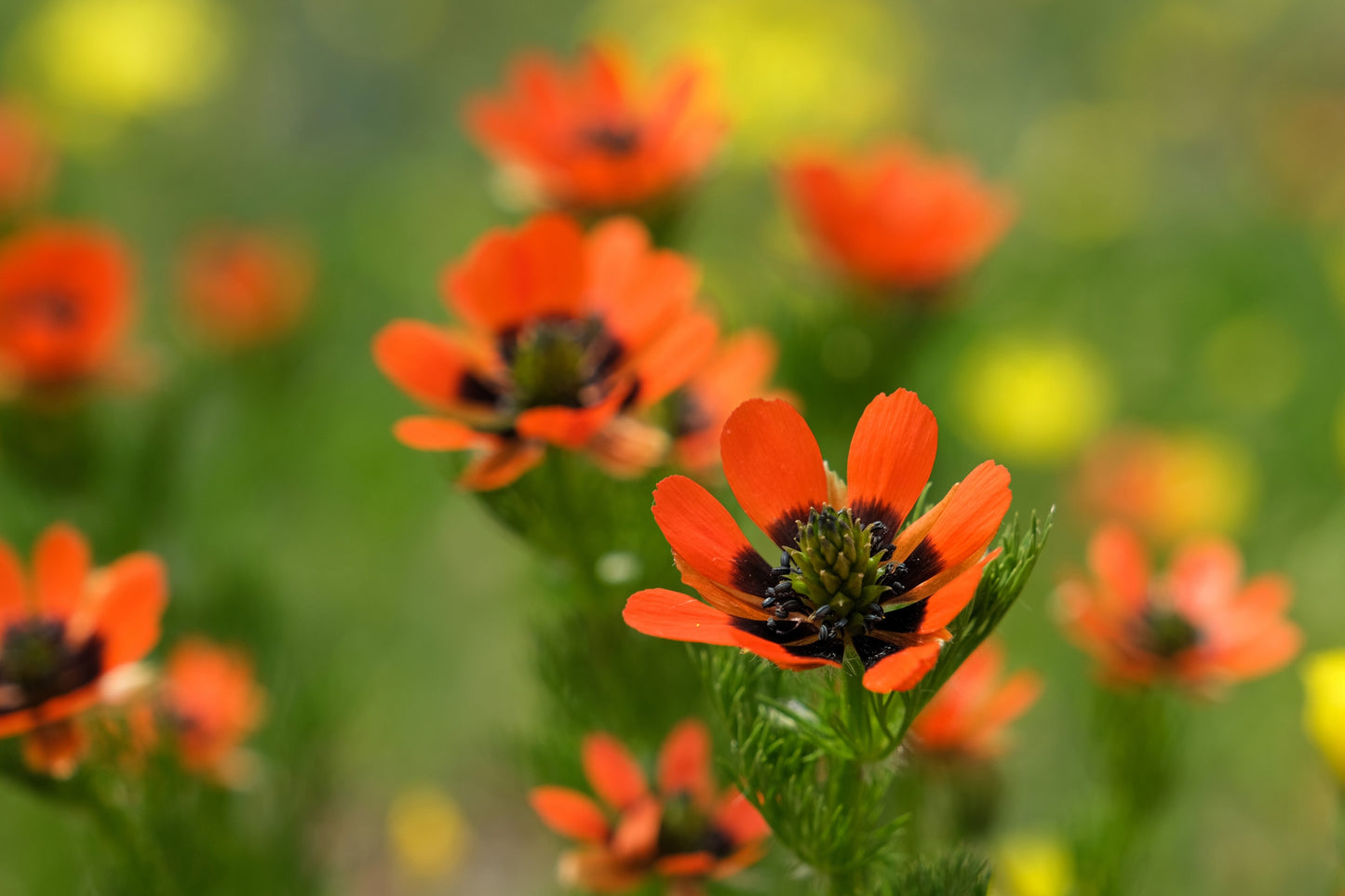 10 ADONIS PHEASANTS EYE Adonis Aestivalis Red & Black Flower Seeds