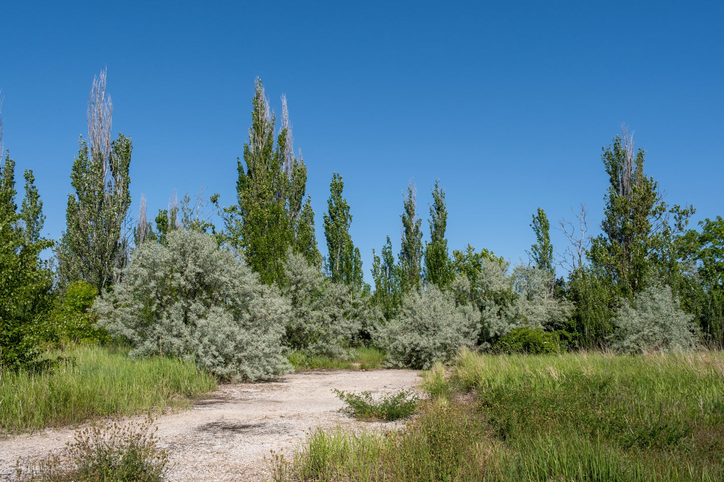 10 AMERICAN SILVERBERRY Elaeagnus Commutata aka Wolf Willow Wolfberry Wild Olive Berry Fruit Shrub Seeds