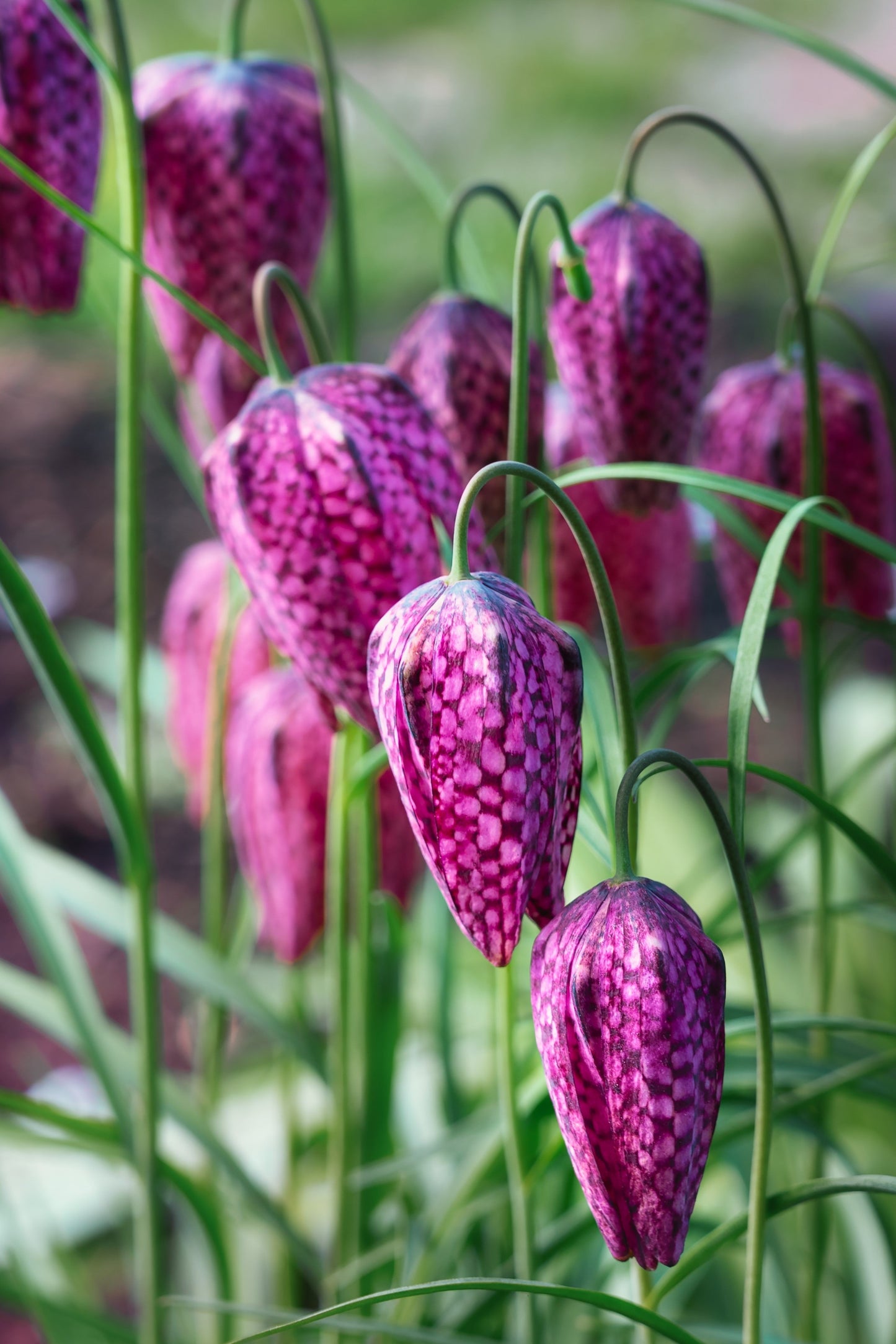10 CHECKER LILY Fritillaria Affinis Chocolate Mission Bells Flower Seeds