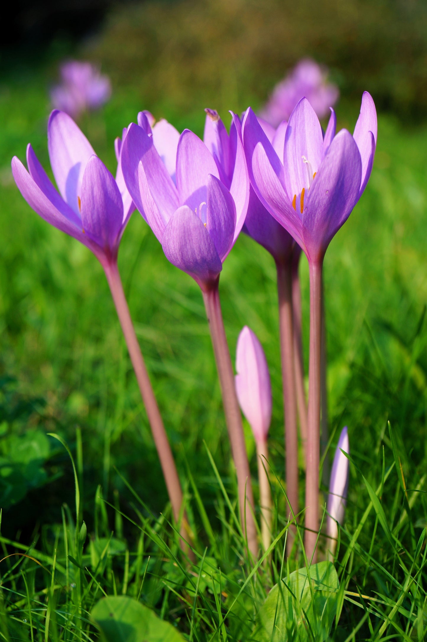 10 AUTUMN CROCUS Colchicum Autumnale Meadow Saffron Flower Seeds