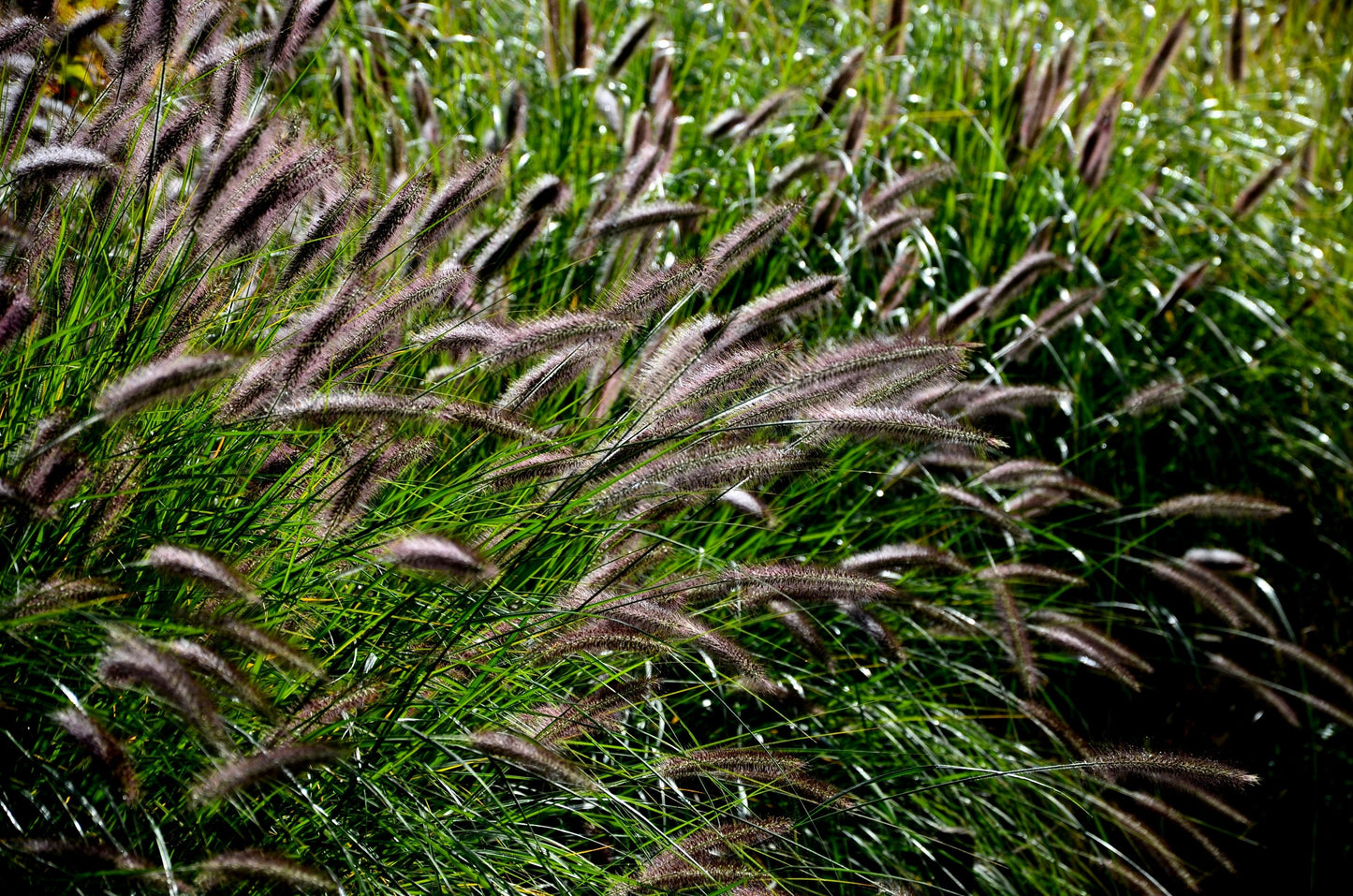 10 Dwarf BLACK FOUNTAIN GRASS Pennisetum Alopecuroides Viridescens Hardy Ornamental Seeds