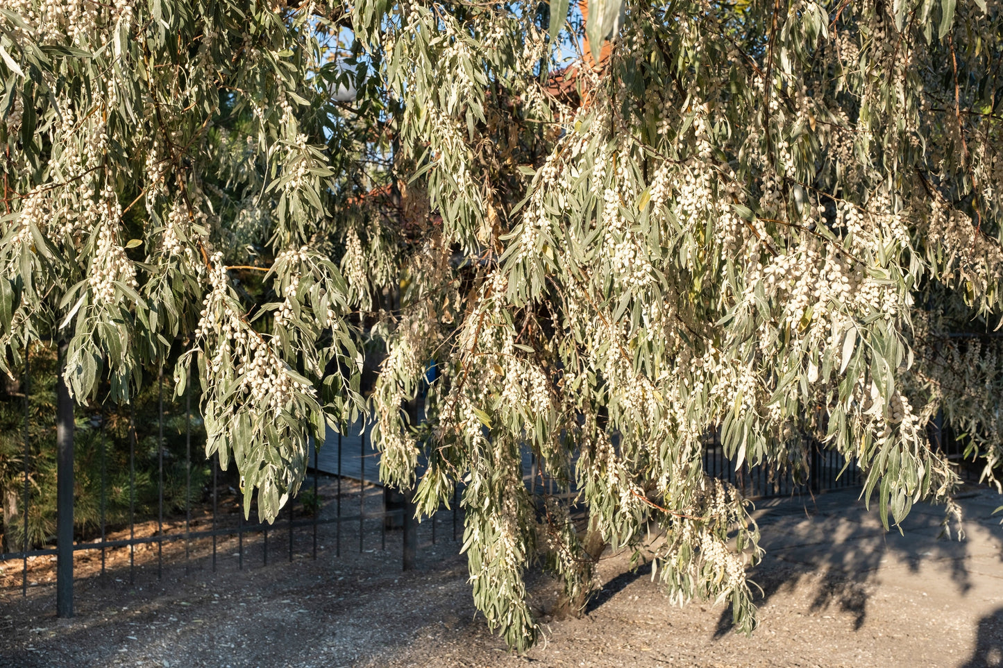 10 AMERICAN SILVERBERRY Elaeagnus Commutata aka Wolf Willow Wolfberry Wild Olive Berry Fruit Shrub Seeds
