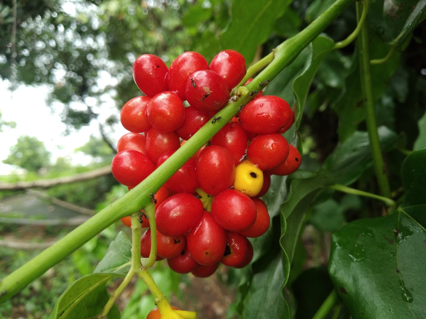 10 CAROLINA MOONSEED Snailseed / Coralbeads Flower Vine Cocculus Carolinus Seeds