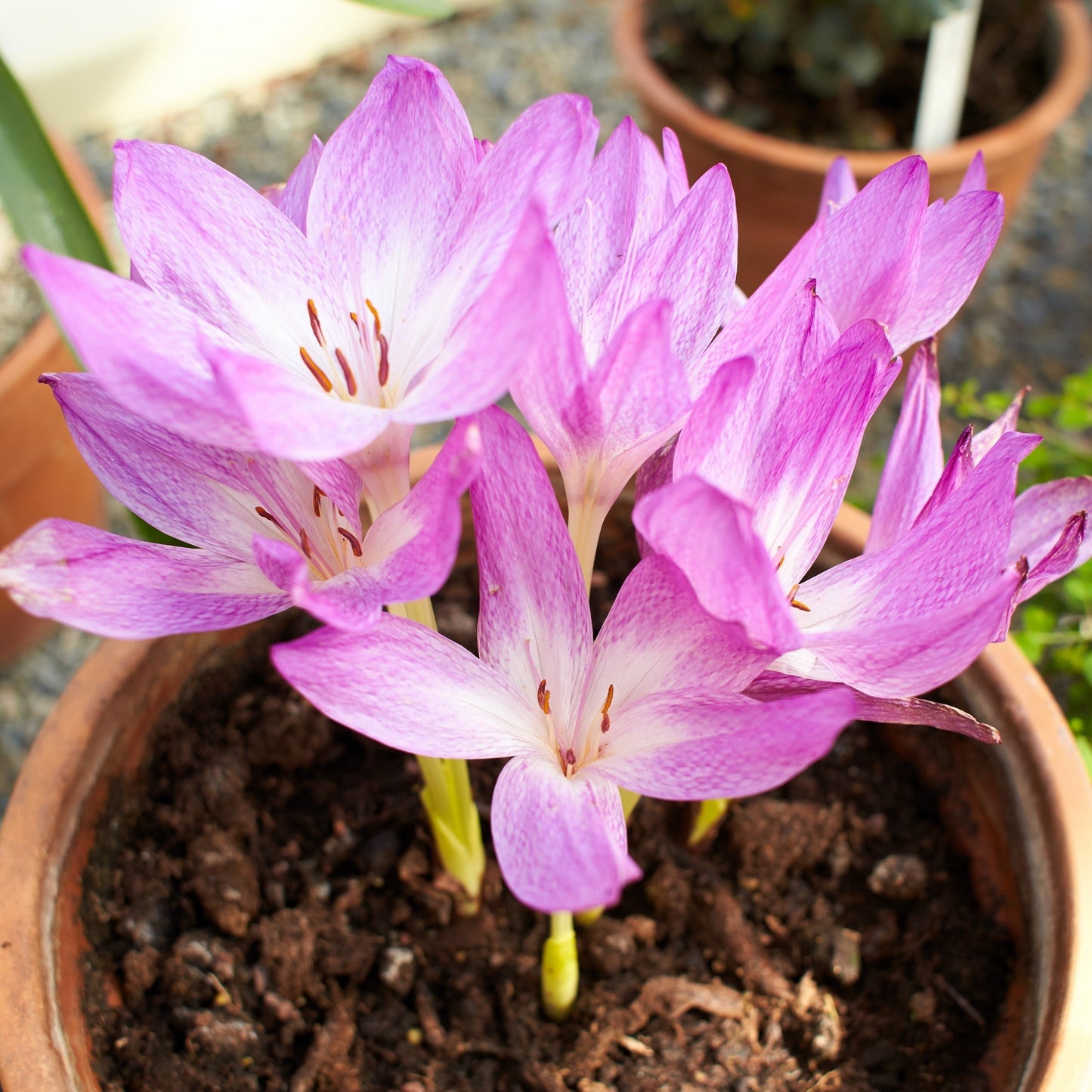 10 AUTUMN CROCUS Colchicum Autumnale Meadow Saffron Flower Seeds