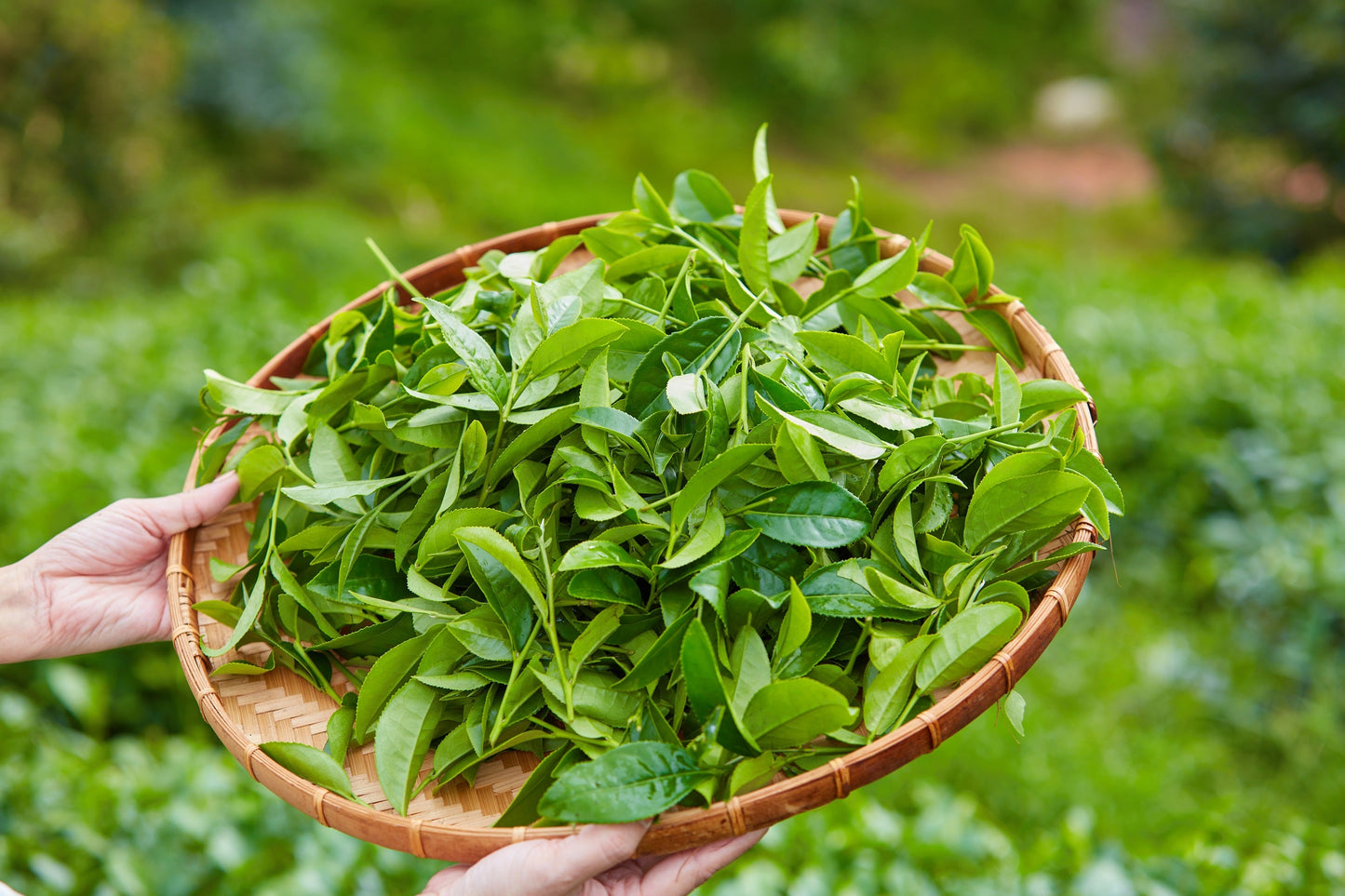 1 Lb Bulk TEA PLANT Black & Green Drinking Tea Camellia Sinensis Tree Shrub Herb Flower - Approx 385 Seeds